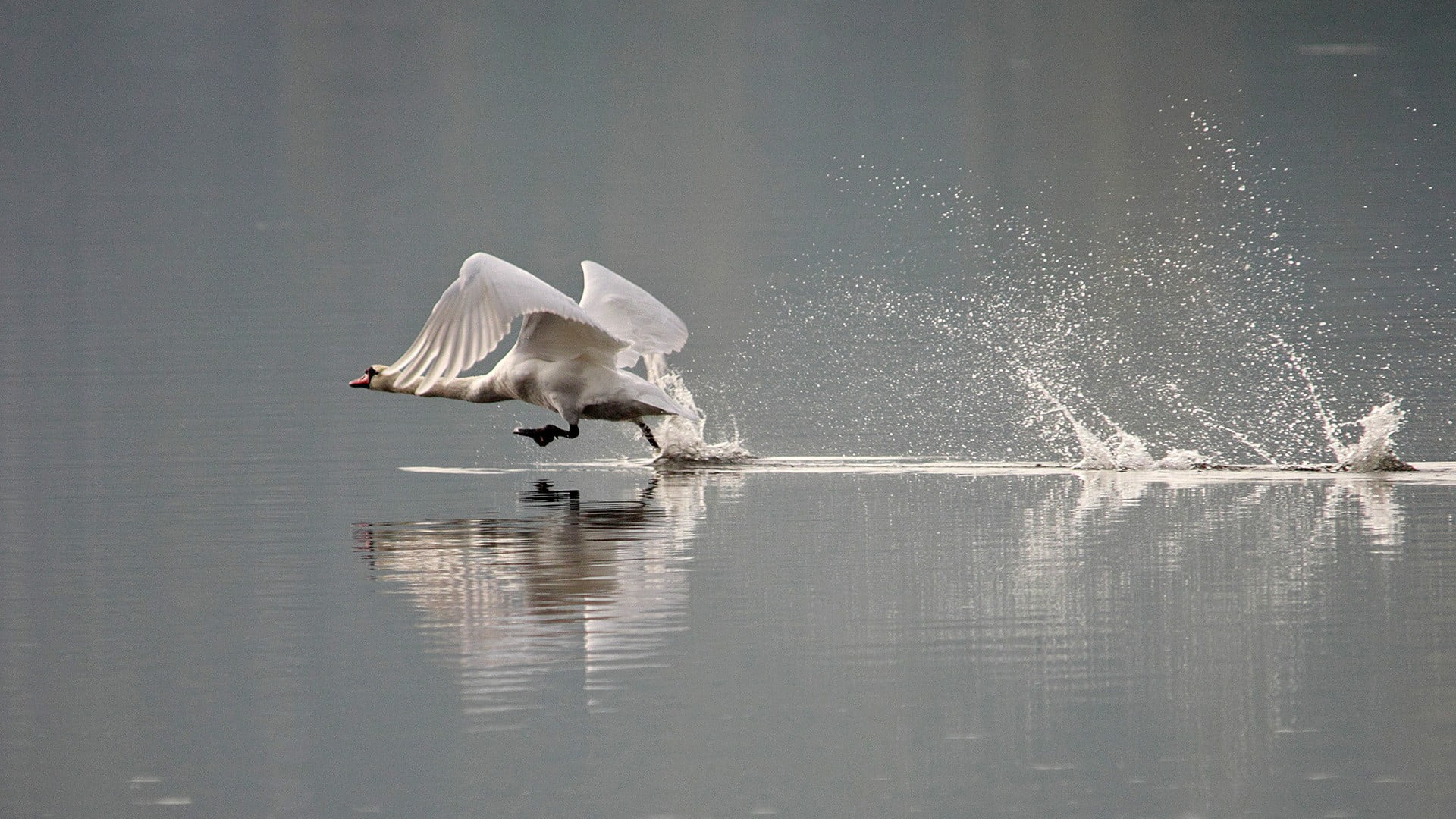 waterfront, nature, flying, animals, motion, animals in the wild, reflection, water, swan, animal themes, spread wings, splashes, vertebrate, beauty in nature, HD Wallpaper