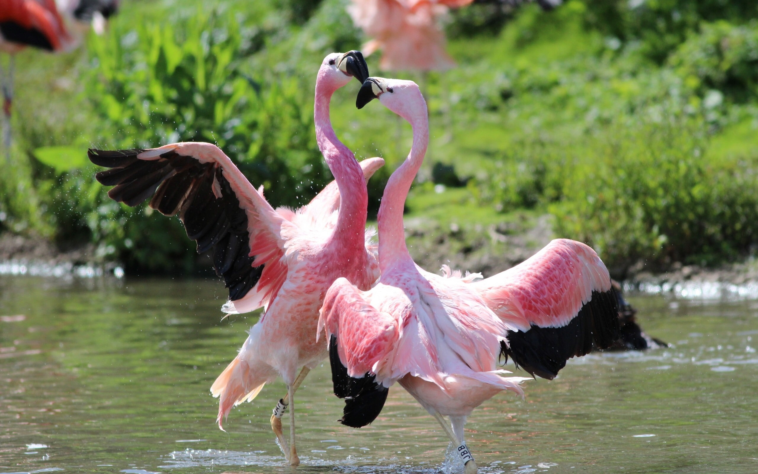 Birds, dance, 2K, flamingos, two, HD Wallpaper