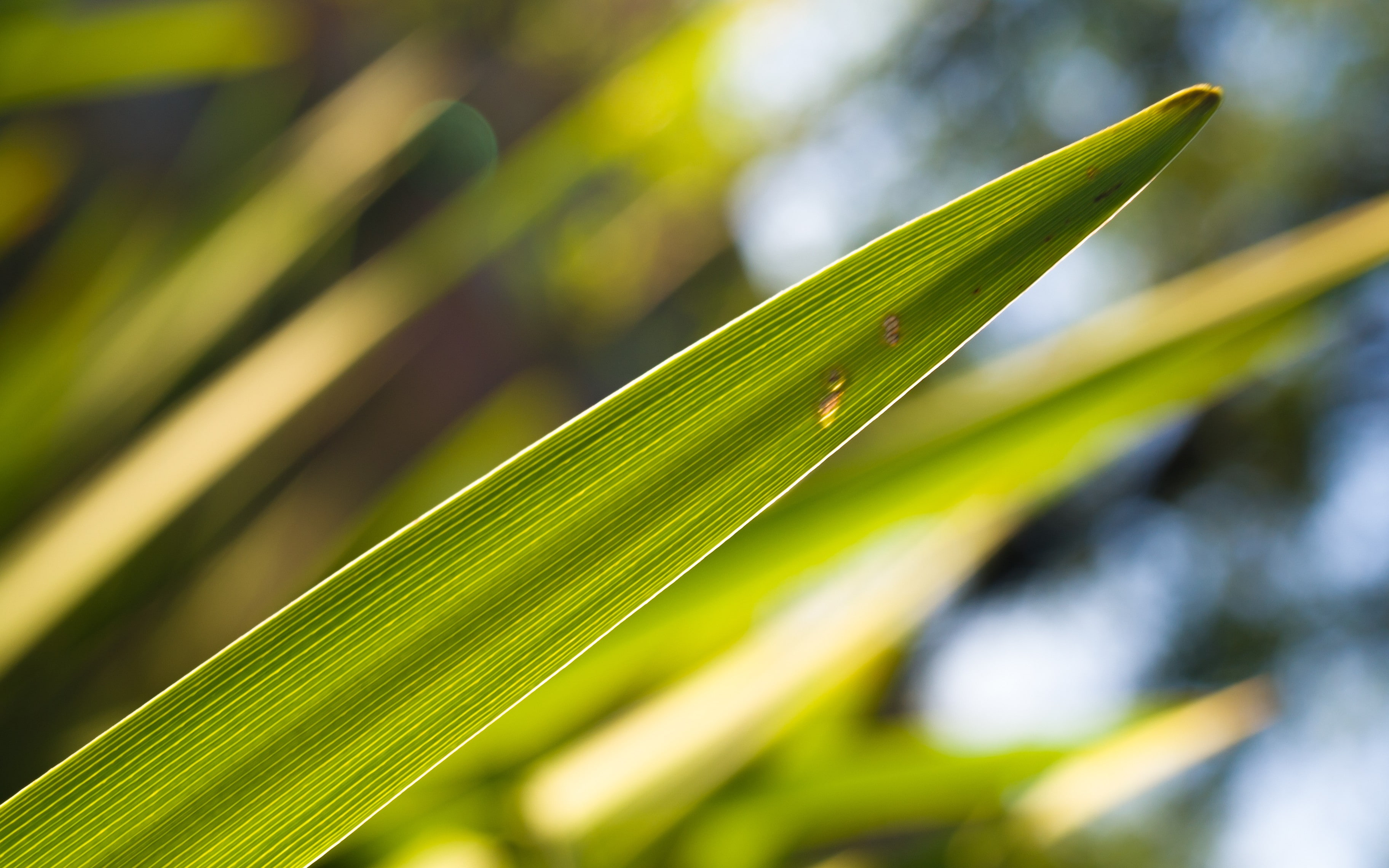 grass, depth of field, 2K, green, plants, bokeh, reeds, HD Wallpaper