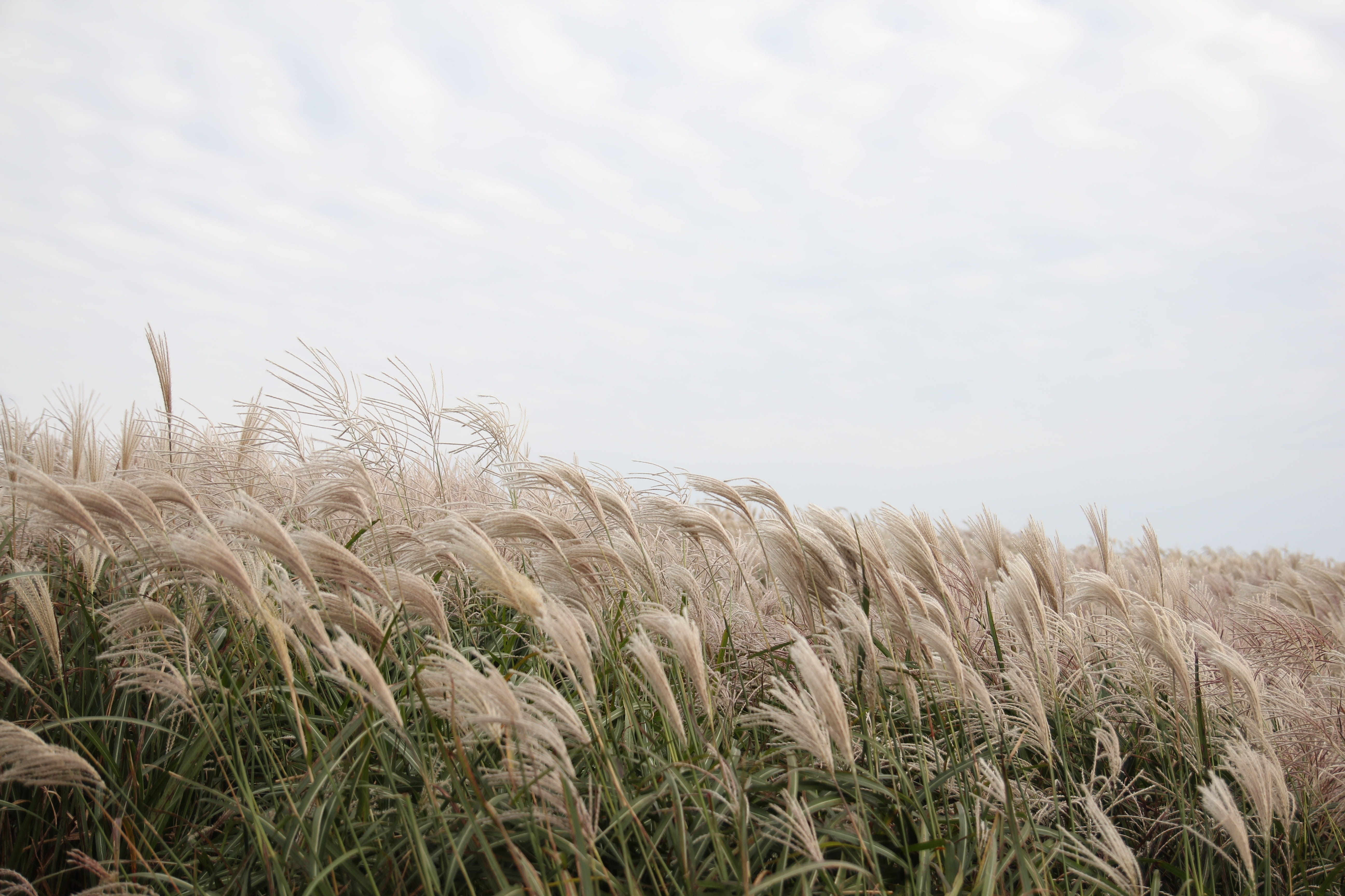reed marsh, shallow, no people, silver pool, 5K, growth, sky, wheat, pool, rural scene, cloud, focus, tranquility, environment, tranquil scene, in autumn, HD Wallpaper
