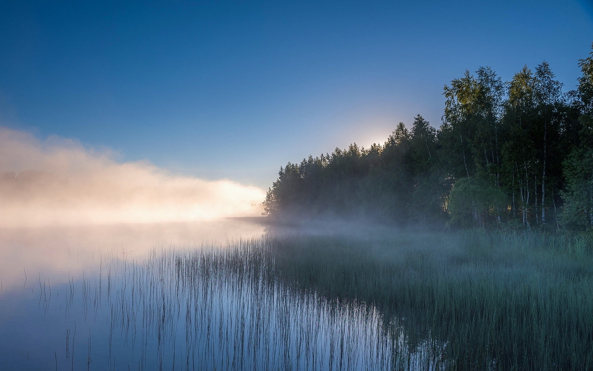 outdoors, land, forest, non-urban scene, beauty in nature, Russia, morning, reeds, landscape, environment, idyllic, tranquil scene, tranquility, fog, sky, HD Wallpaper
