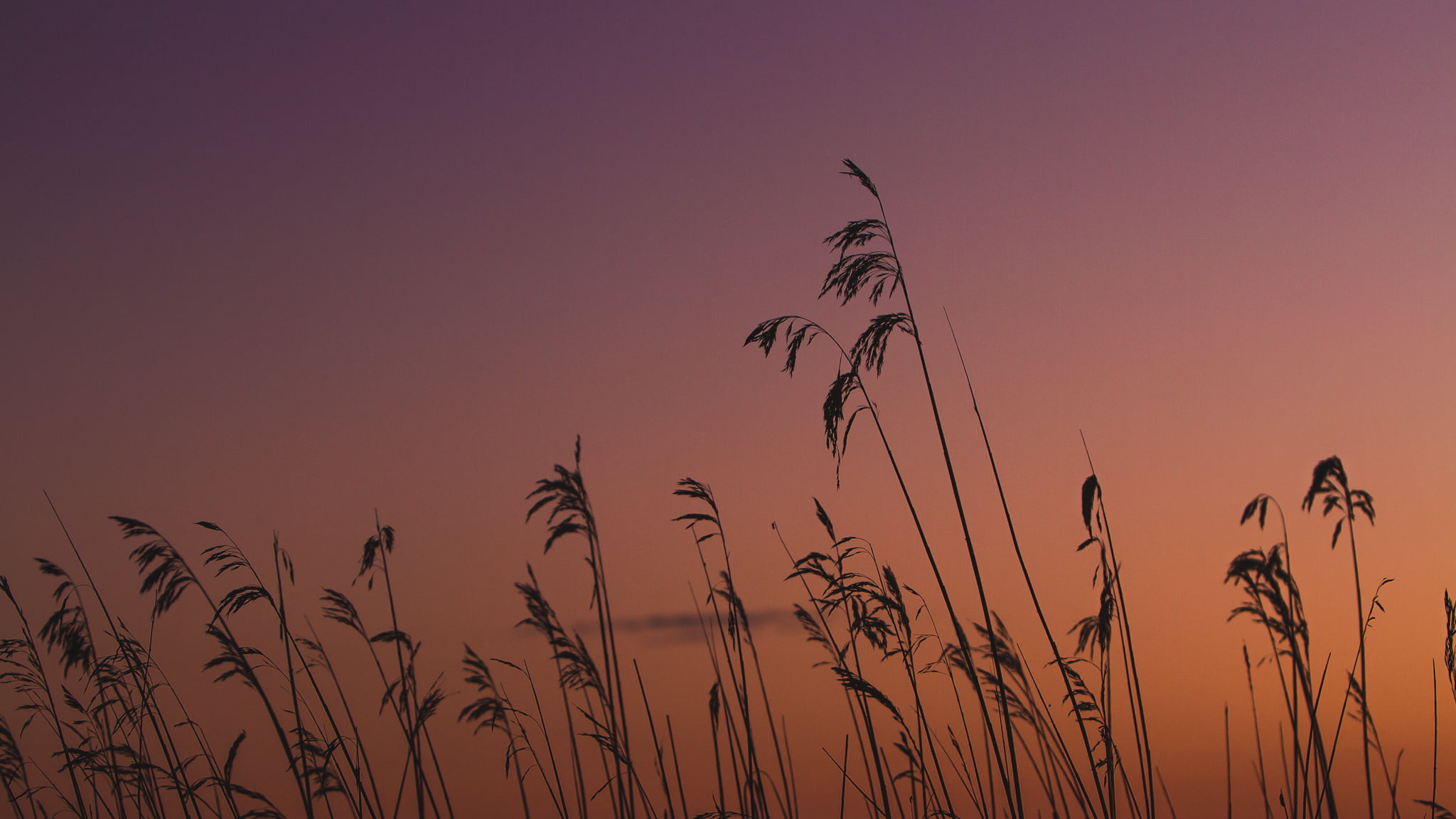 grass, nature, mato, sunset, silhouette, Sunrise, sky, summer, plants, leaves, por, sol, do, 1080P, HD Wallpaper