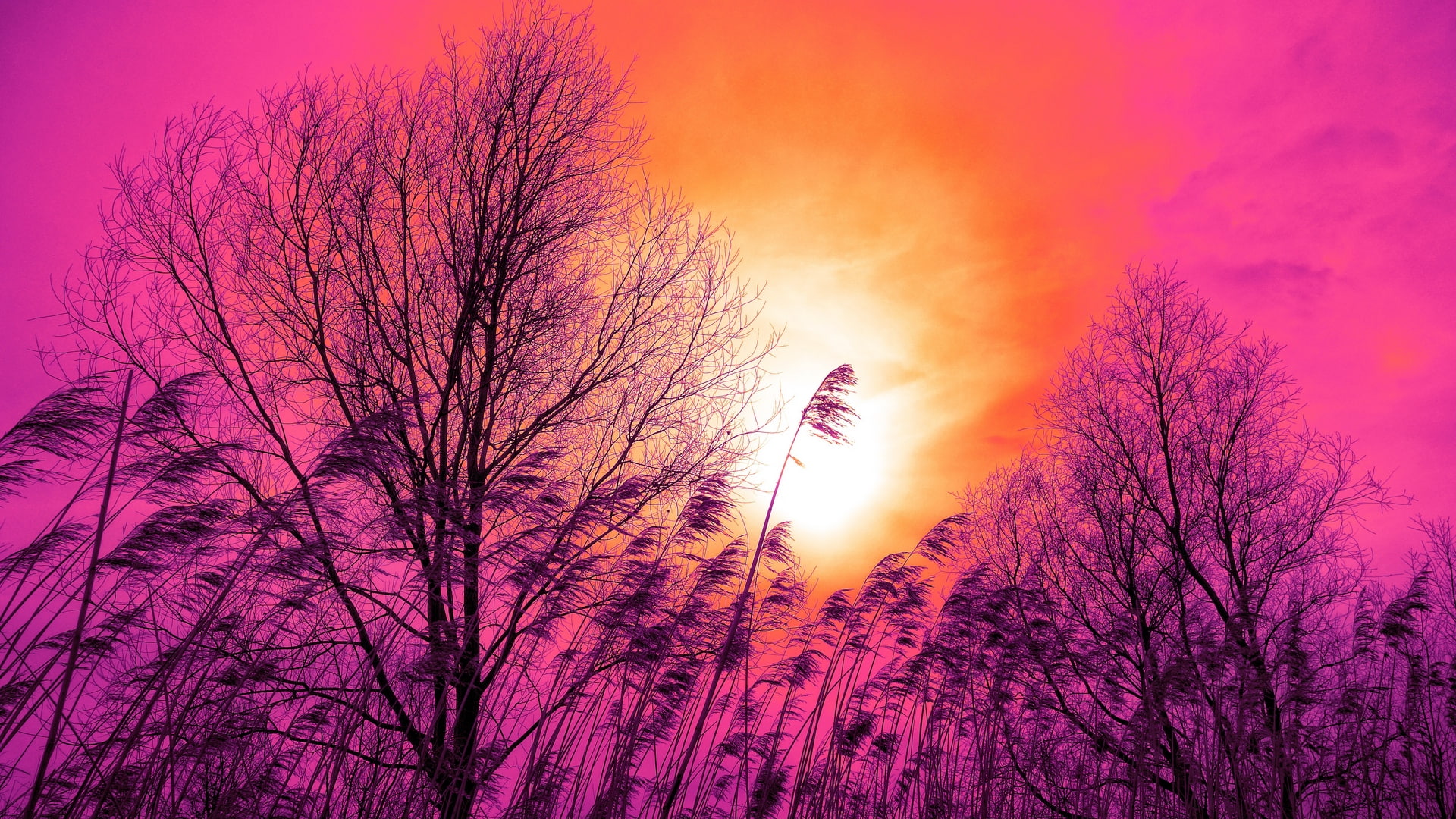 pink, grass, sunset, sky, reed, orange, trees, 1080P, HD Wallpaper