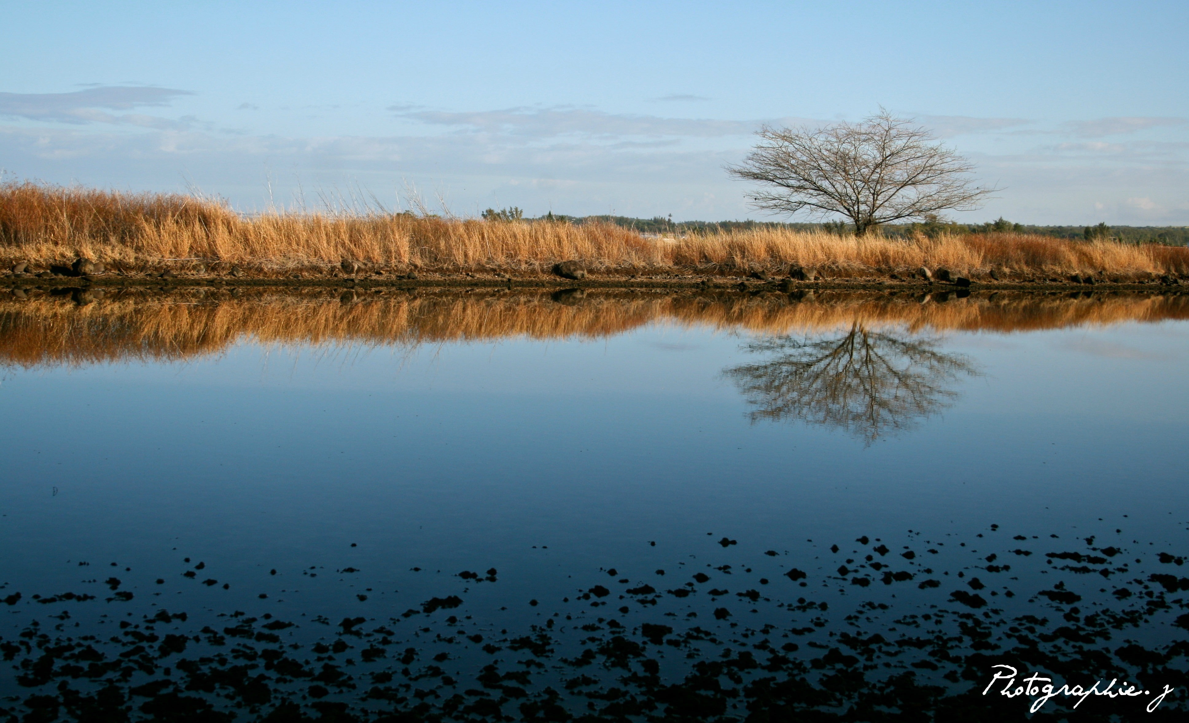 trees, nature, pond, reeds, reflection, 4K, landscape, HD Wallpaper