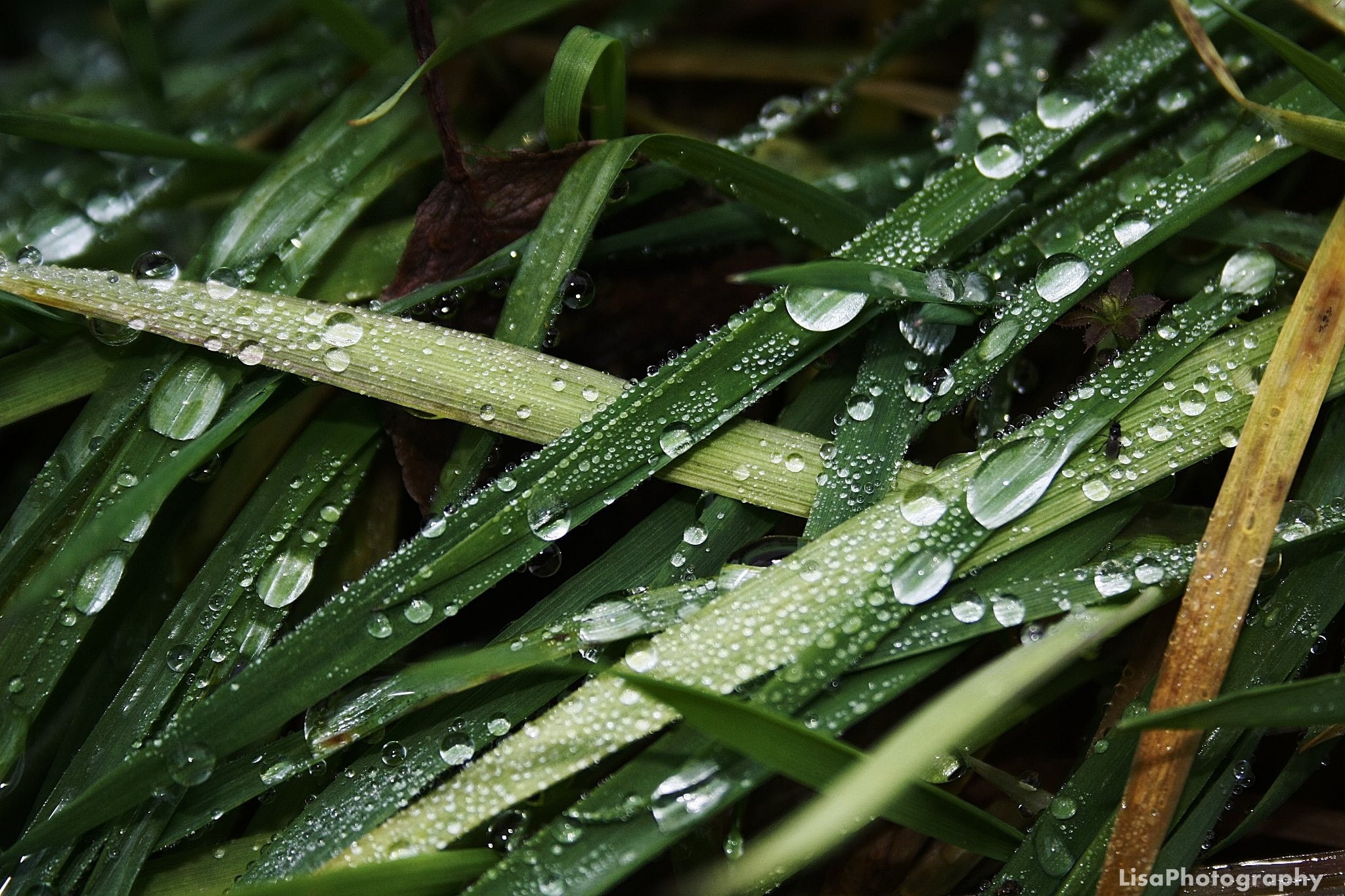 leaves, no people, water drops, purity, 1080P, outdoors, reeds, plant part, growth, freshness, wet, raindrop, leaf, full frame, plant, rainy season, close-up, HD Wallpaper