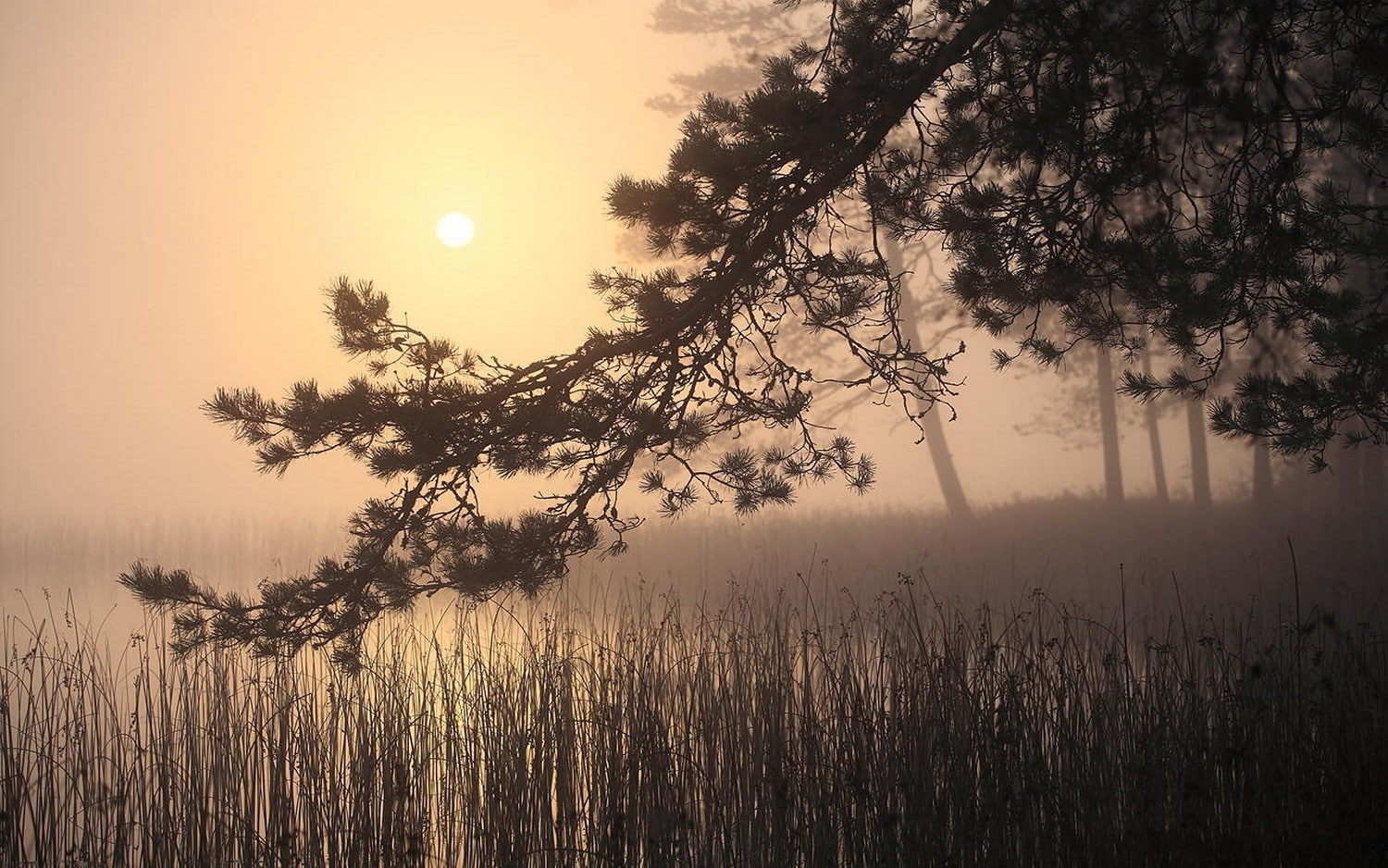 mist, branch, shrubs, mountains, reeds, trees, leaves, pine trees, lake, landscape, beige, nature, 720P, Sun, sunlight, HD Wallpaper