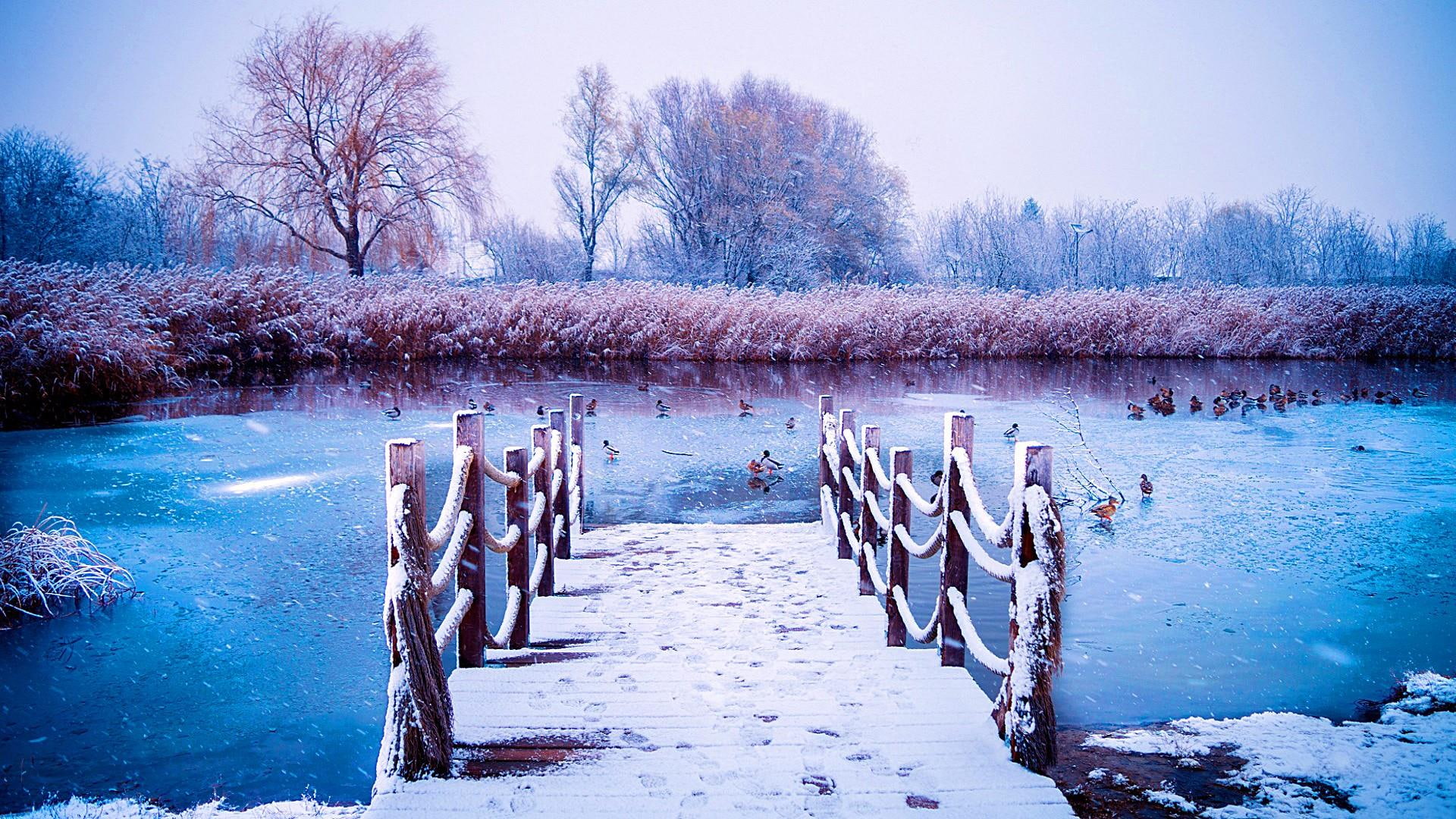 lake, reeds, 1080P, frozen, frost, pier, ice, snow, winter, cold, HD Wallpaper