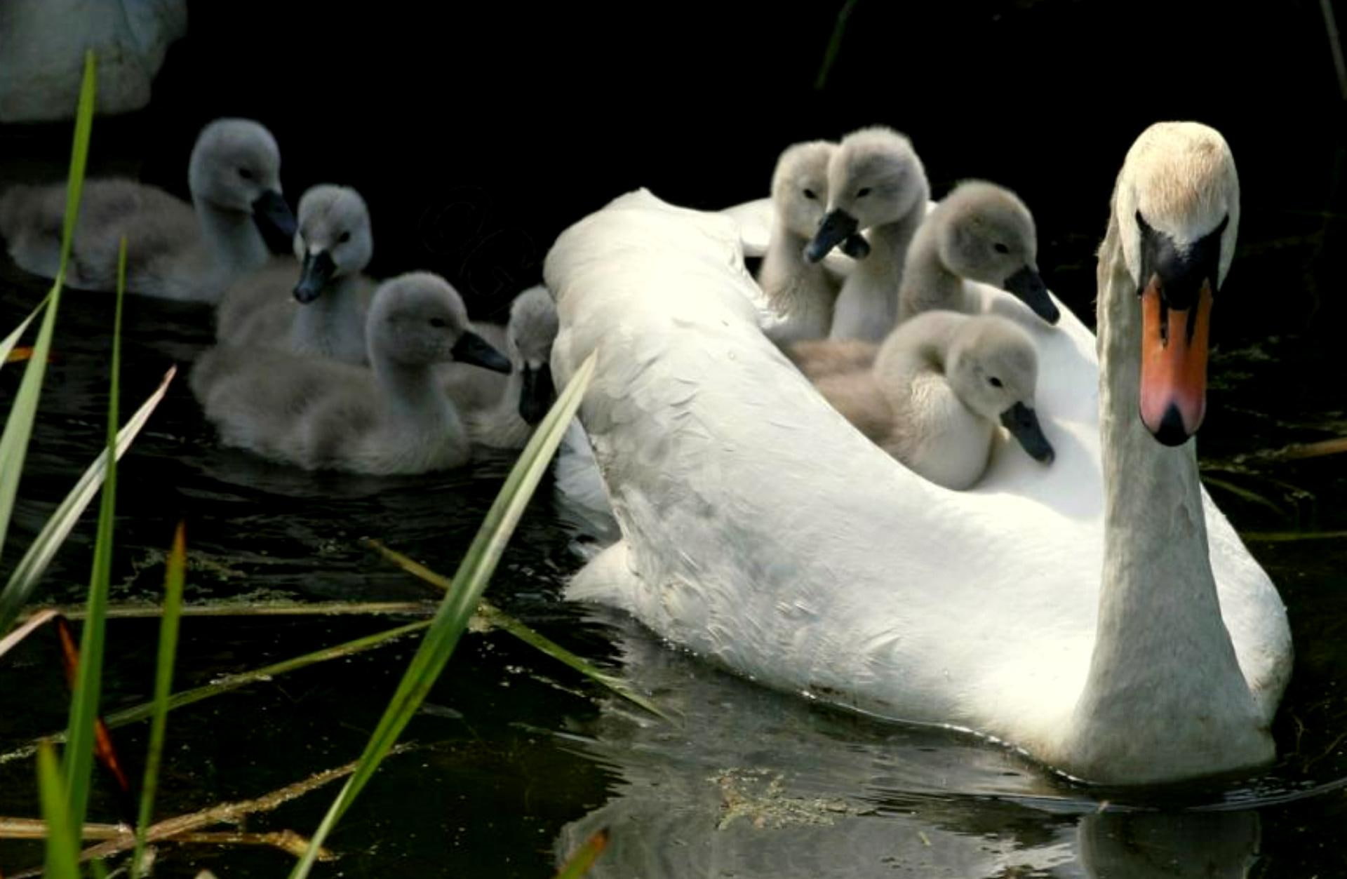 cignets, mother swan, majesty, animals, baby swans, water, afloat, 1080P, reeds, swan, HD Wallpaper