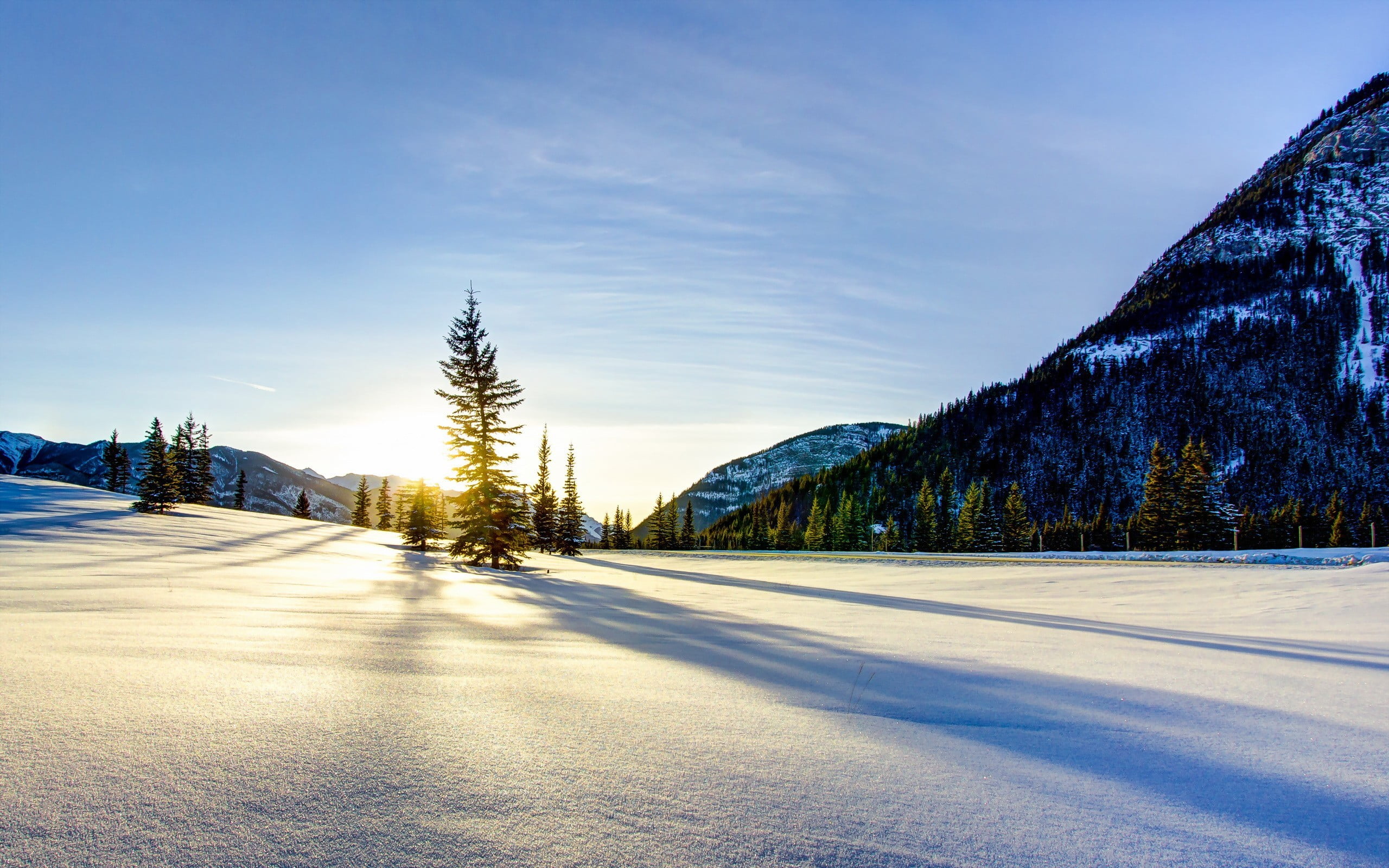 pine, winter, outdoors, the way forward, snow, green, plant, road, direction, sky, cold temperature, beauty in nature, non-urban scene, sunlight, transportation, HD Wallpaper