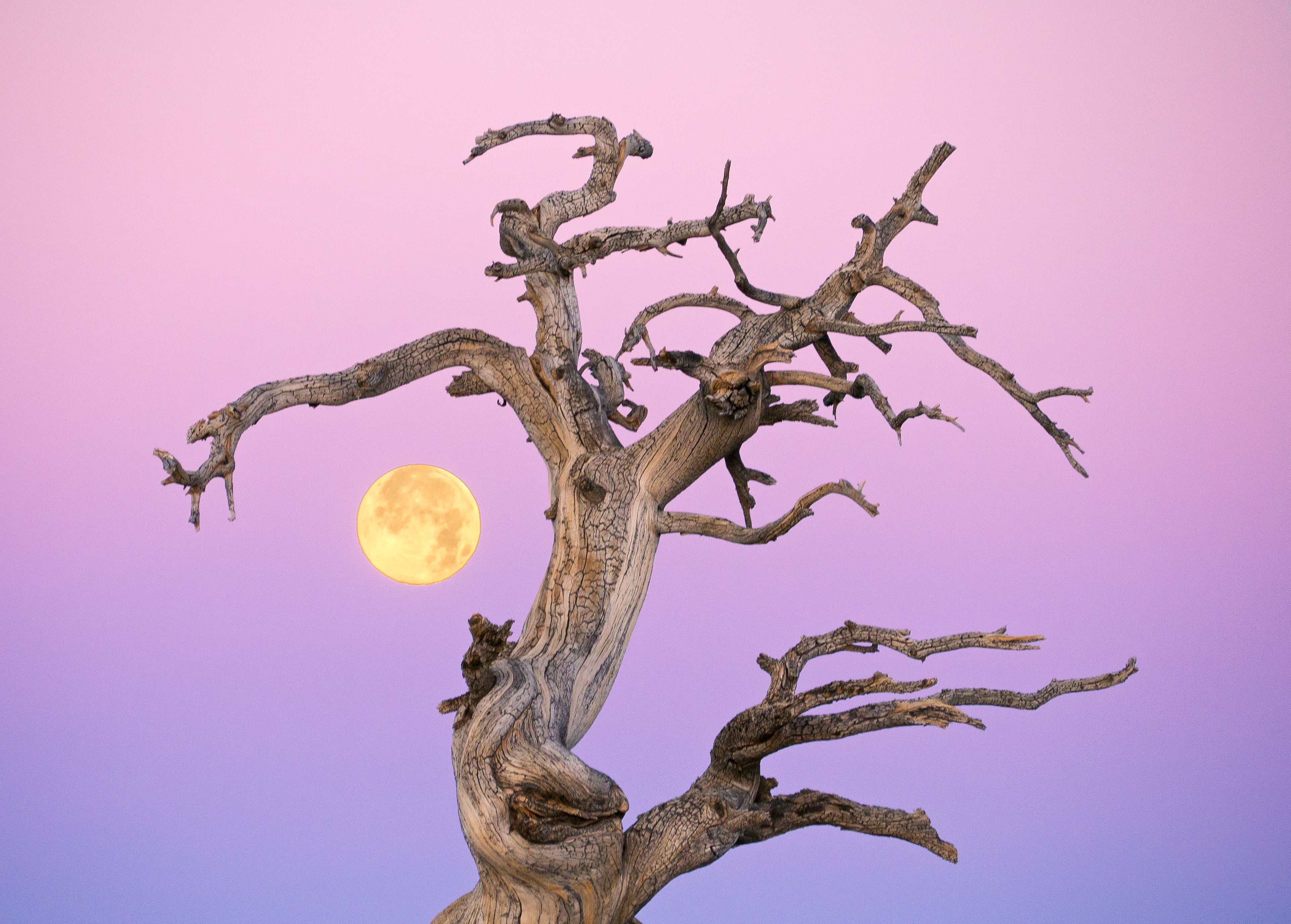 sunrise, branch, brown, california, tree, nature, favorites, 4K, sb, trees, Super" moon, wooden, landscape, HD Wallpaper
