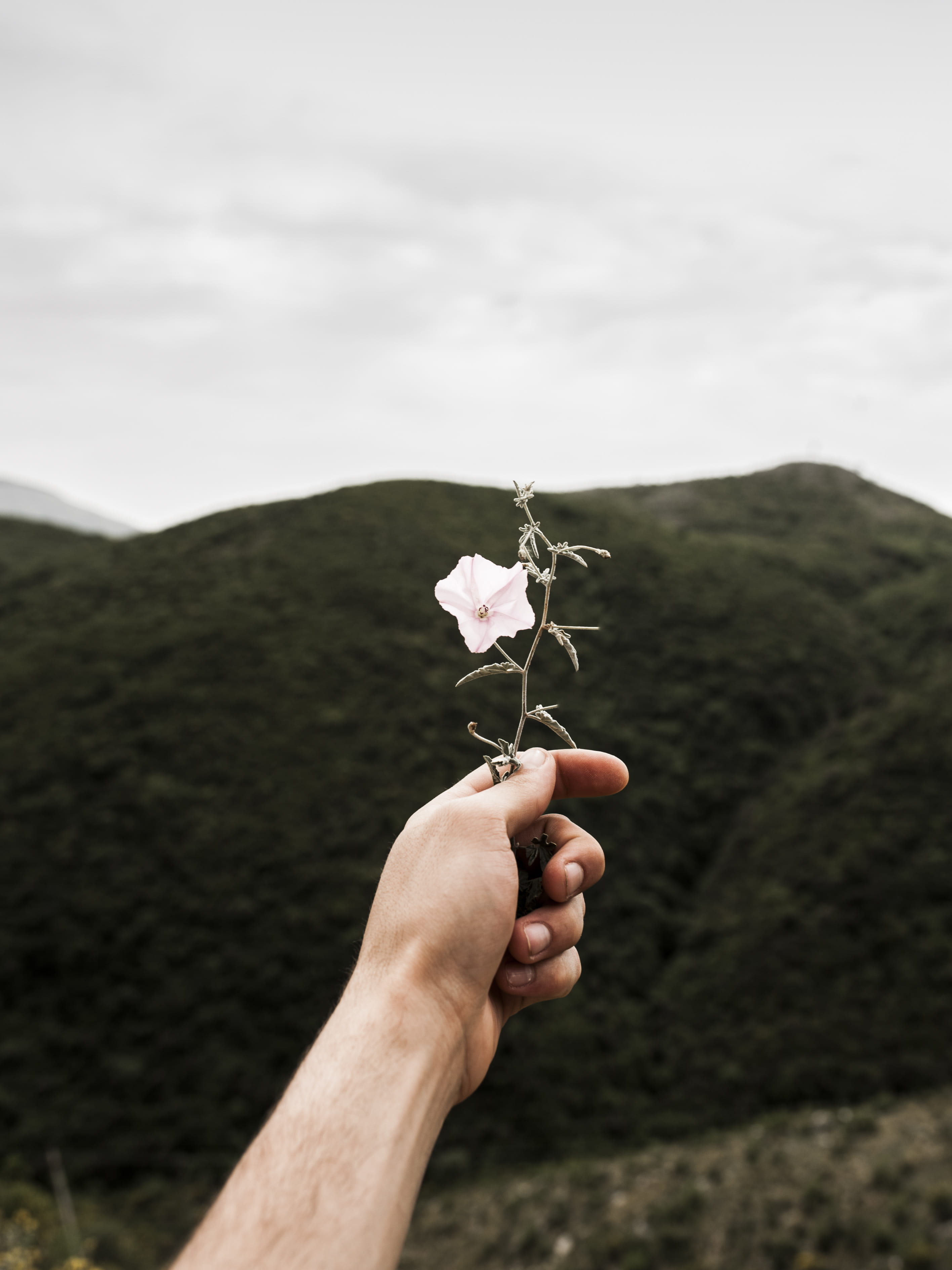 mountain, outdoors, finger, flower head, flowering plant, holding, sky, one person, hand, forrest, beauty in nature, 2K, green, solitude, personal perspective, Phone HD Wallpaper