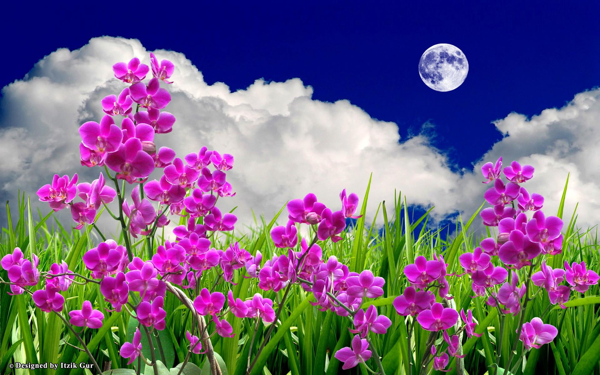 flowers, field, 1080P, 3d and abstract, colourful, moon, HD Wallpaper