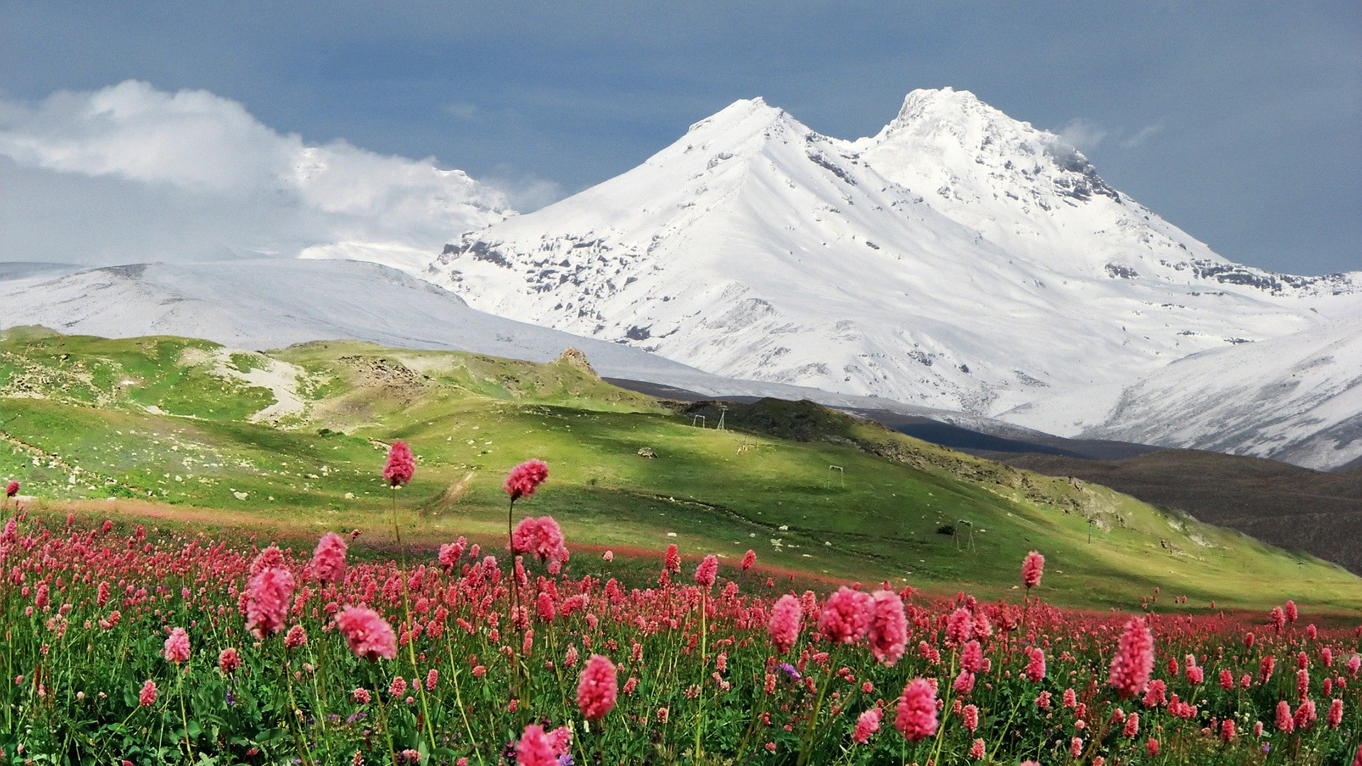 field, outdoors, flowers, mountains, sky, snow, landscape, flower, scenics - nature, mountain range, environment, flowering plant, non-urban scene, mountain, HD Wallpaper