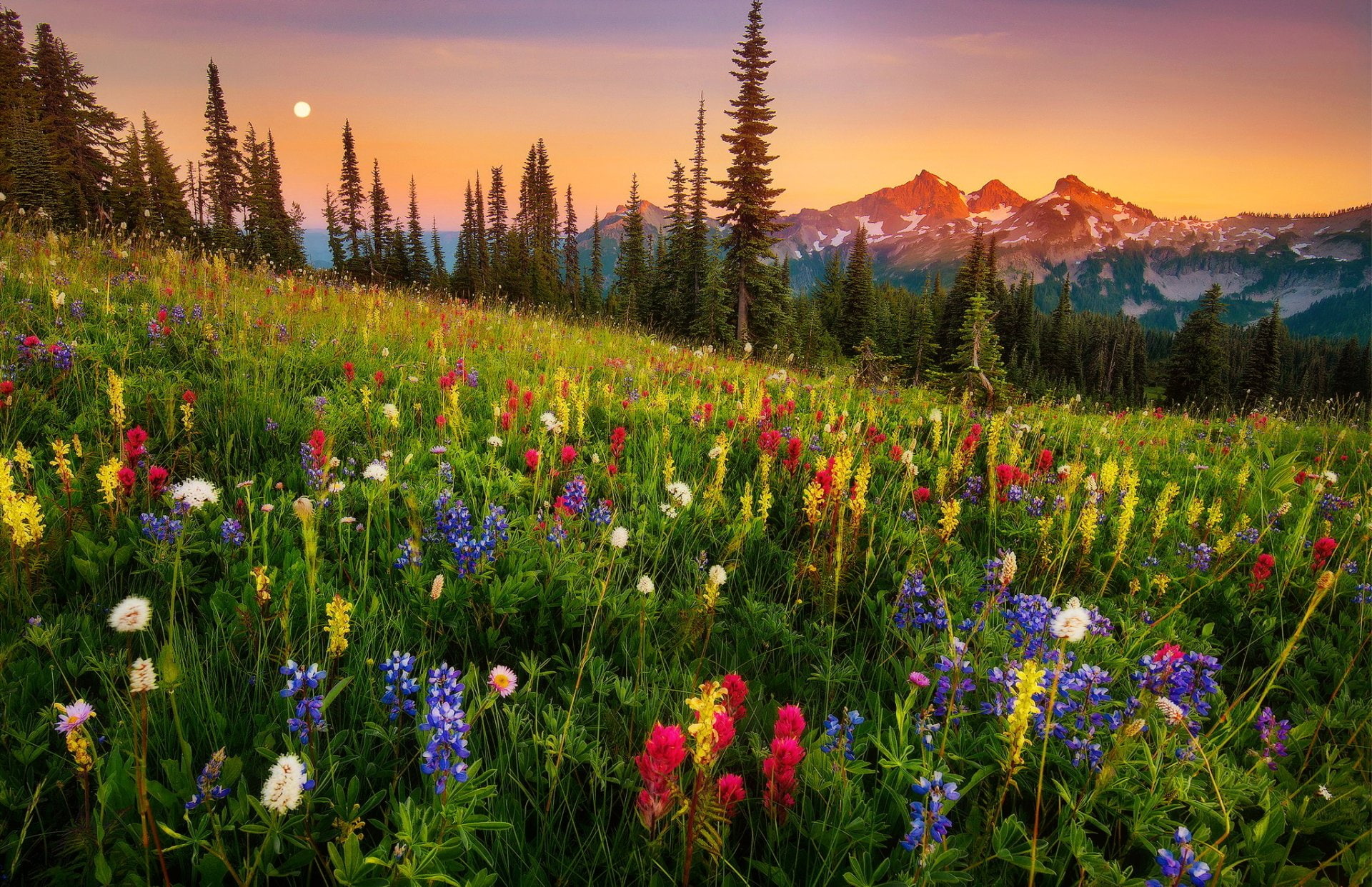 Flower, Grass, Mount Rainier, Landscape, Mountain, Earth, Meadow, Moonrise, 1080P, HD Wallpaper