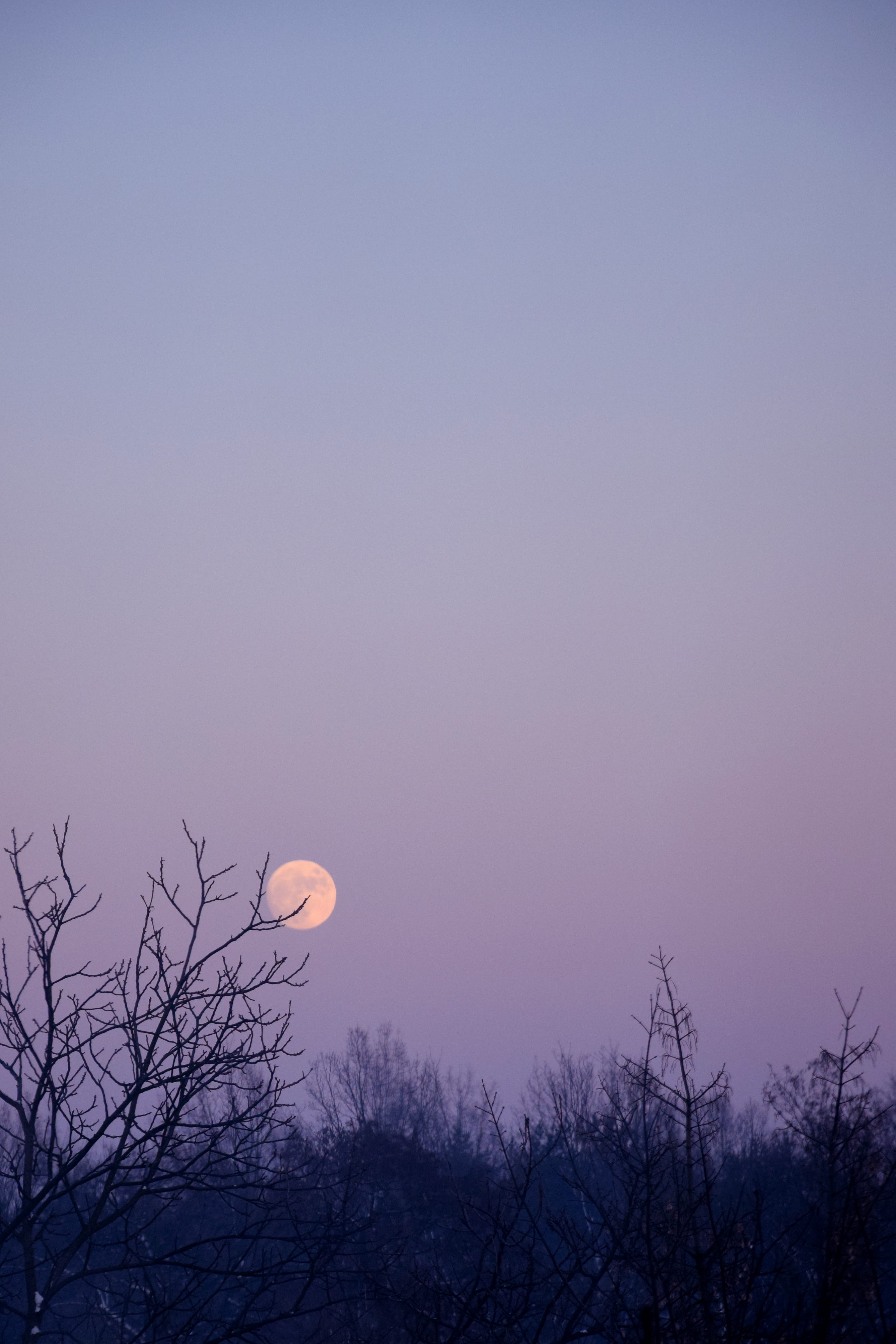 violet, 4K, moonrise, nature, outdoors, clear sky, cold, tranquil scene, no people, planetary moon, bare tree, scenics - nature, space, dusk, idyllic, Phone HD Wallpaper