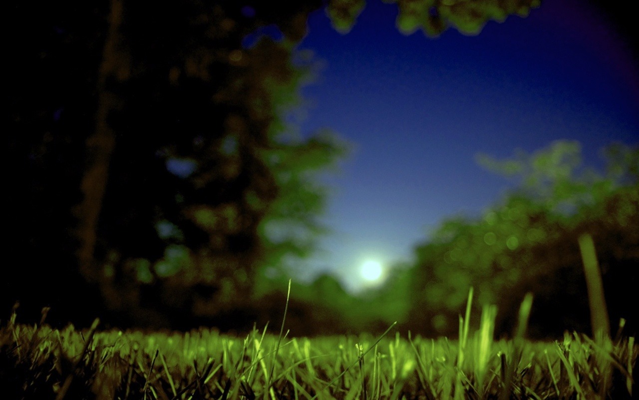 nature, near, growth, sky, tranquil scene, illuminated, field, blue, tree, twilight, green Color, land, no people, 720P, plant, summer, moon, grass, moonlight, HD Wallpaper