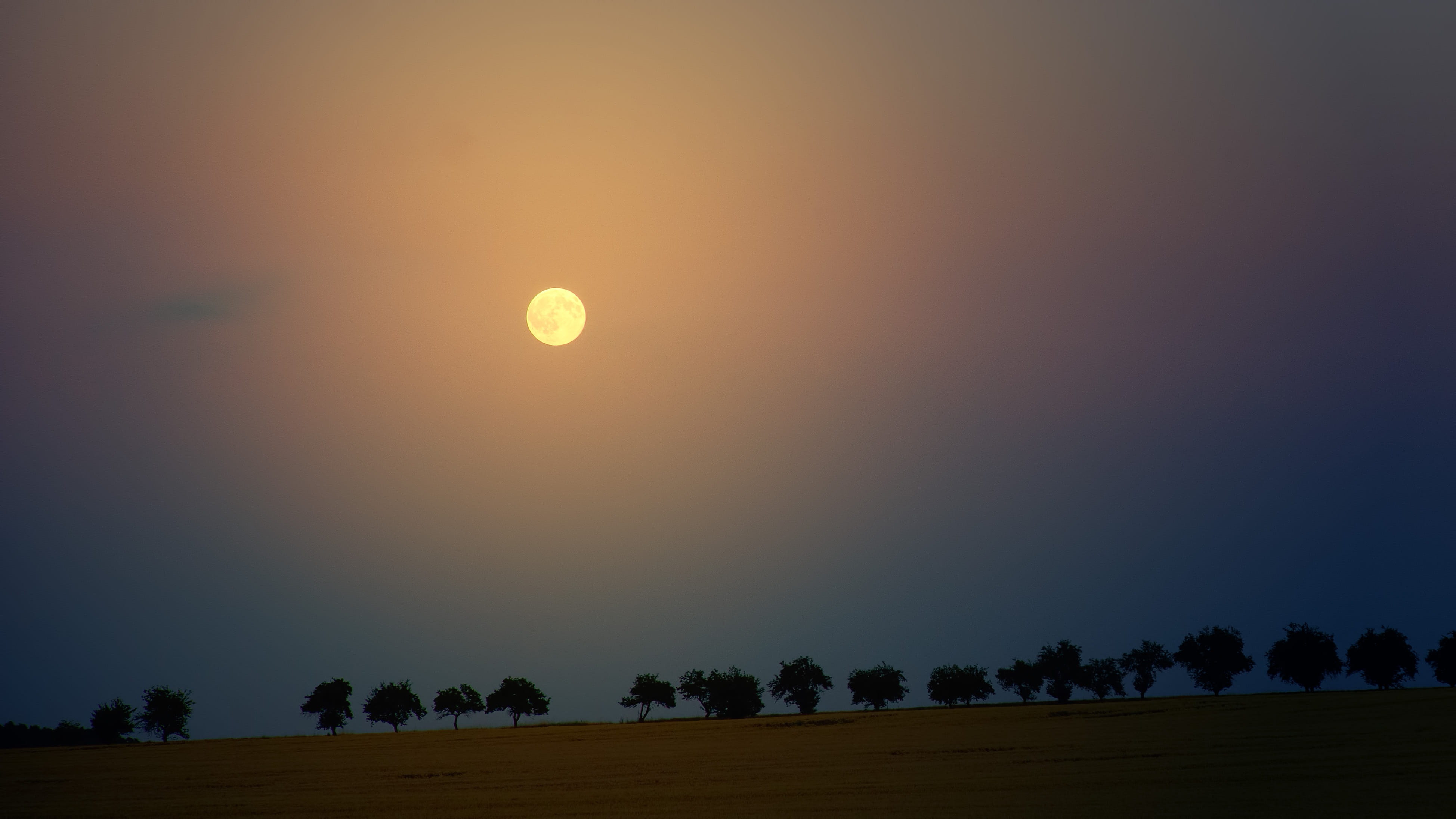 night, 4K, environment, sky, idyllic, beauty in nature, tranquility, scenics - nature, tree, tranquil scene, avenue, field, nature, landscape, moon, moonrise, HD Wallpaper