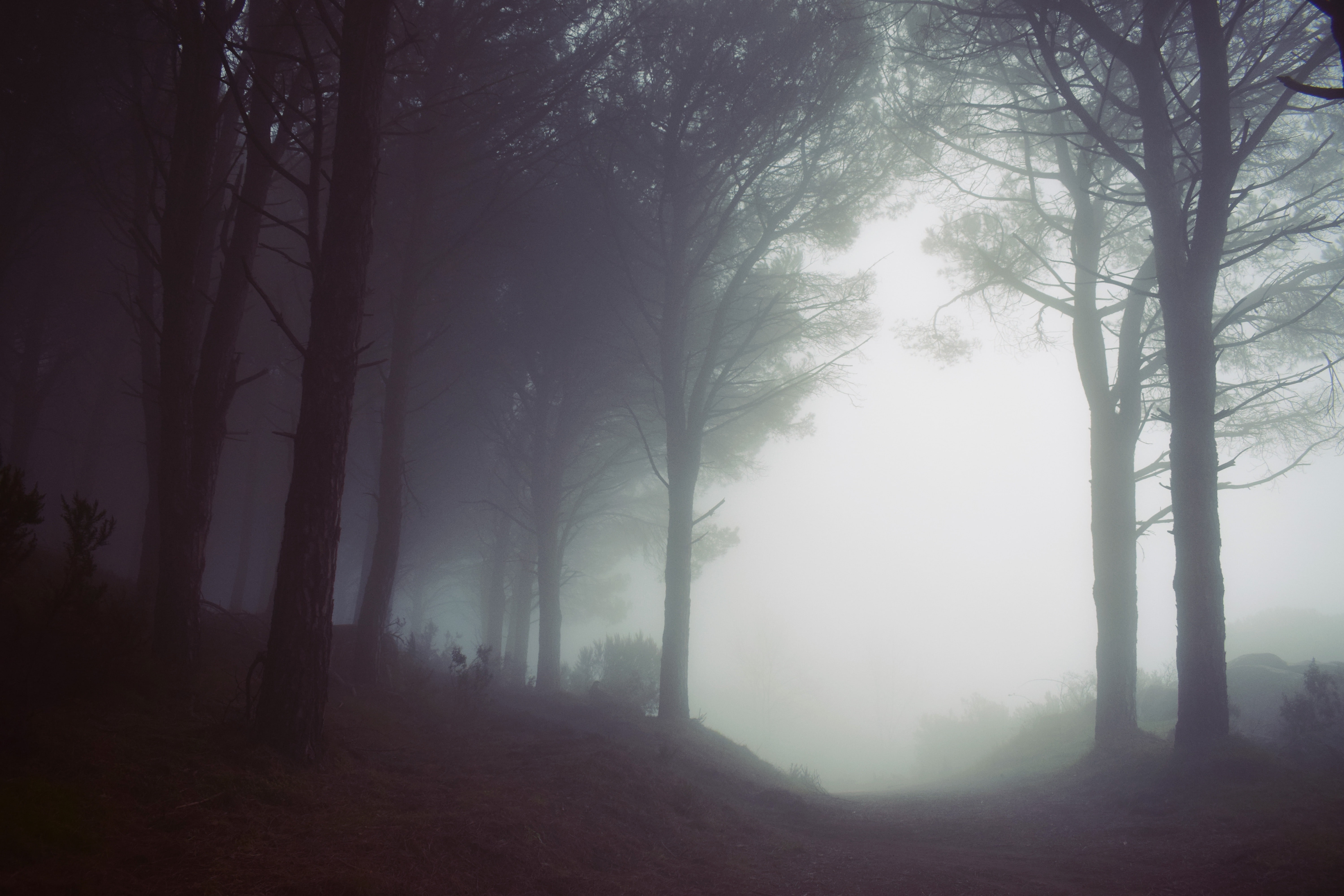 nature, mist, forest, 5K, trees, moody, HD Wallpaper