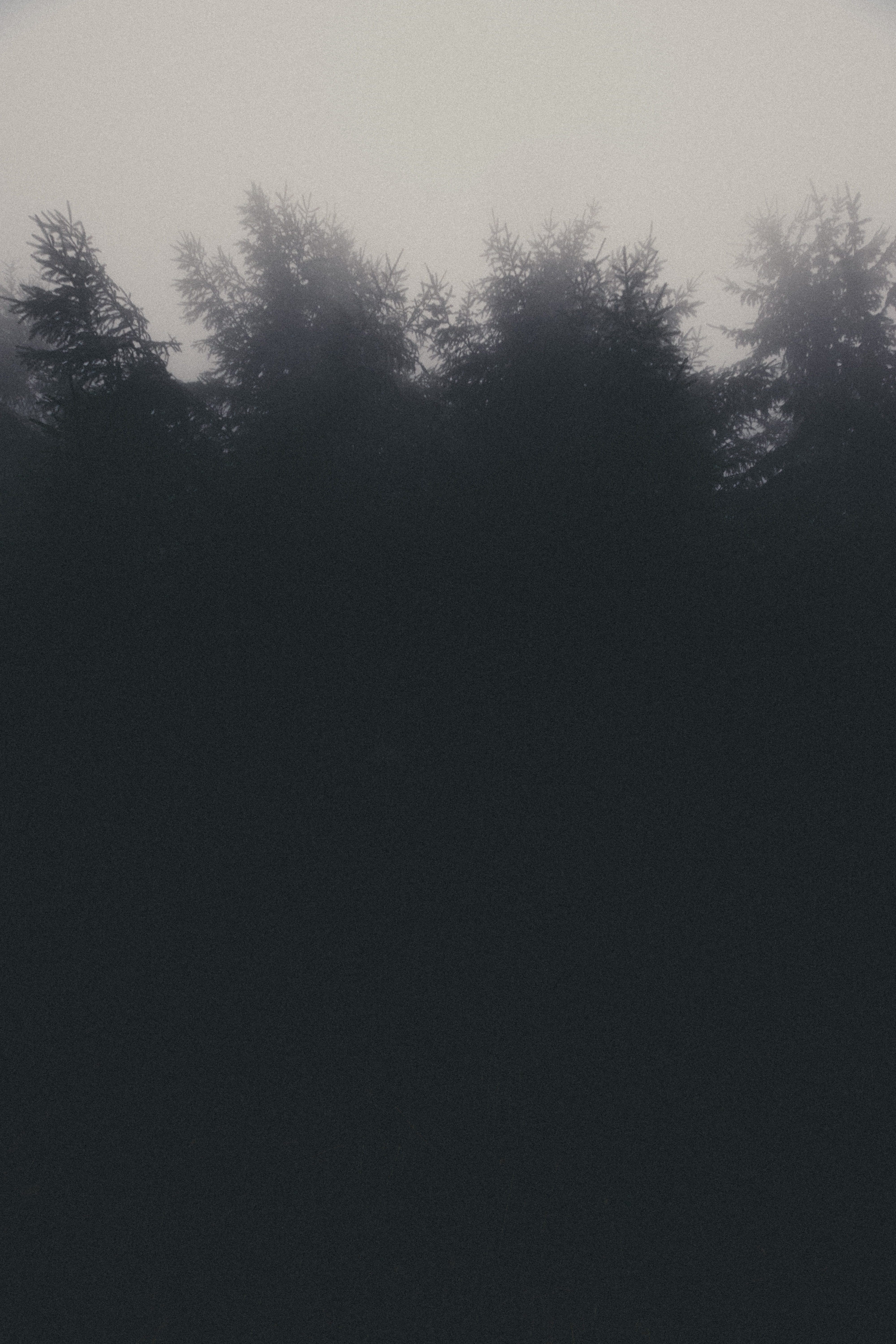 tranquility, moody, growth, beauty in nature, low angle view, minimalistic, foggy, plant, no people, coniferous tree, old, clear sky, phone, tree, beauty, Phone HD Wallpaper