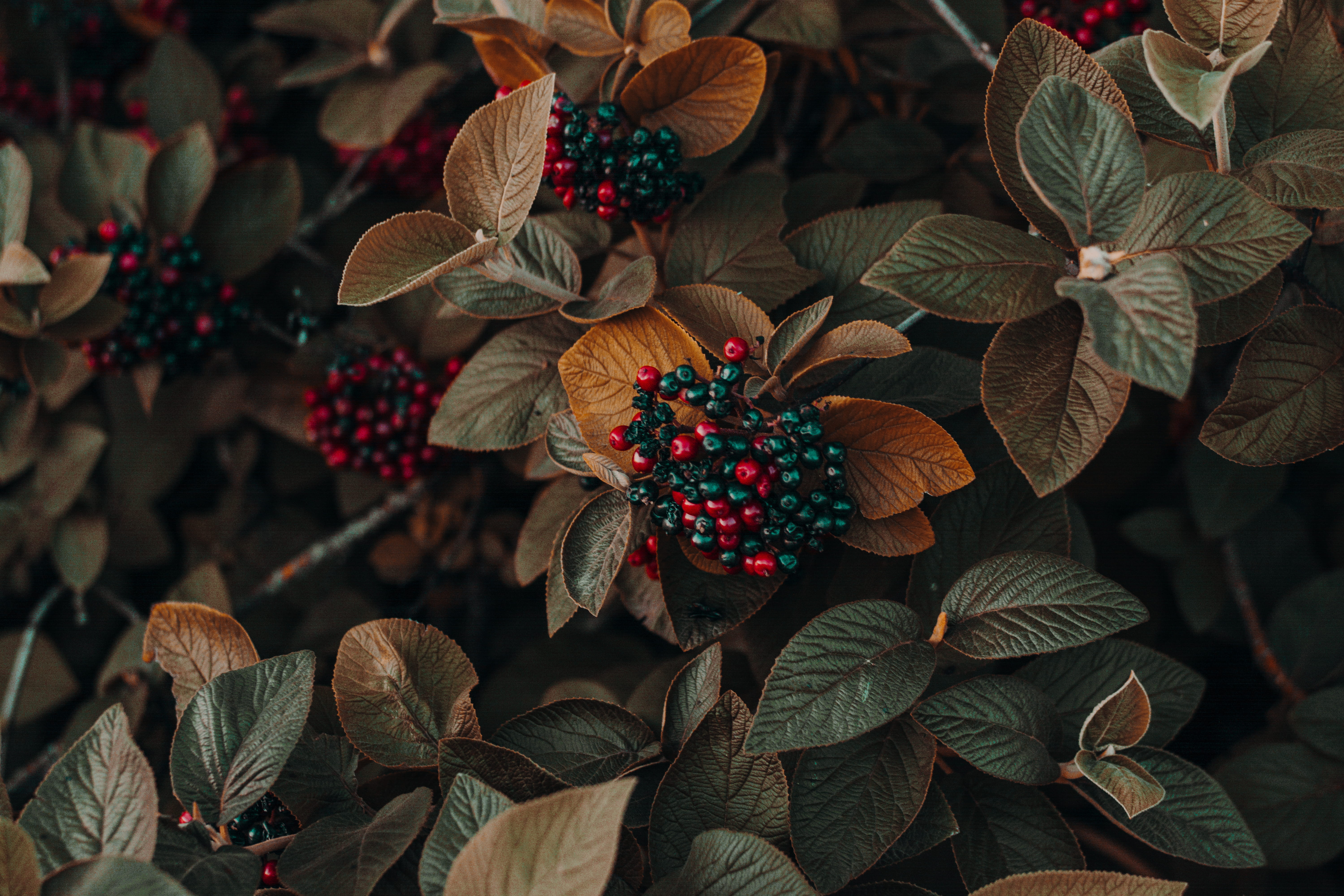 close-up, leaves, color, berries, food and drink, beauty in nature, nature, plant, photo, berry fruit, no people, 5K, flower, day, high angle view, HD Wallpaper