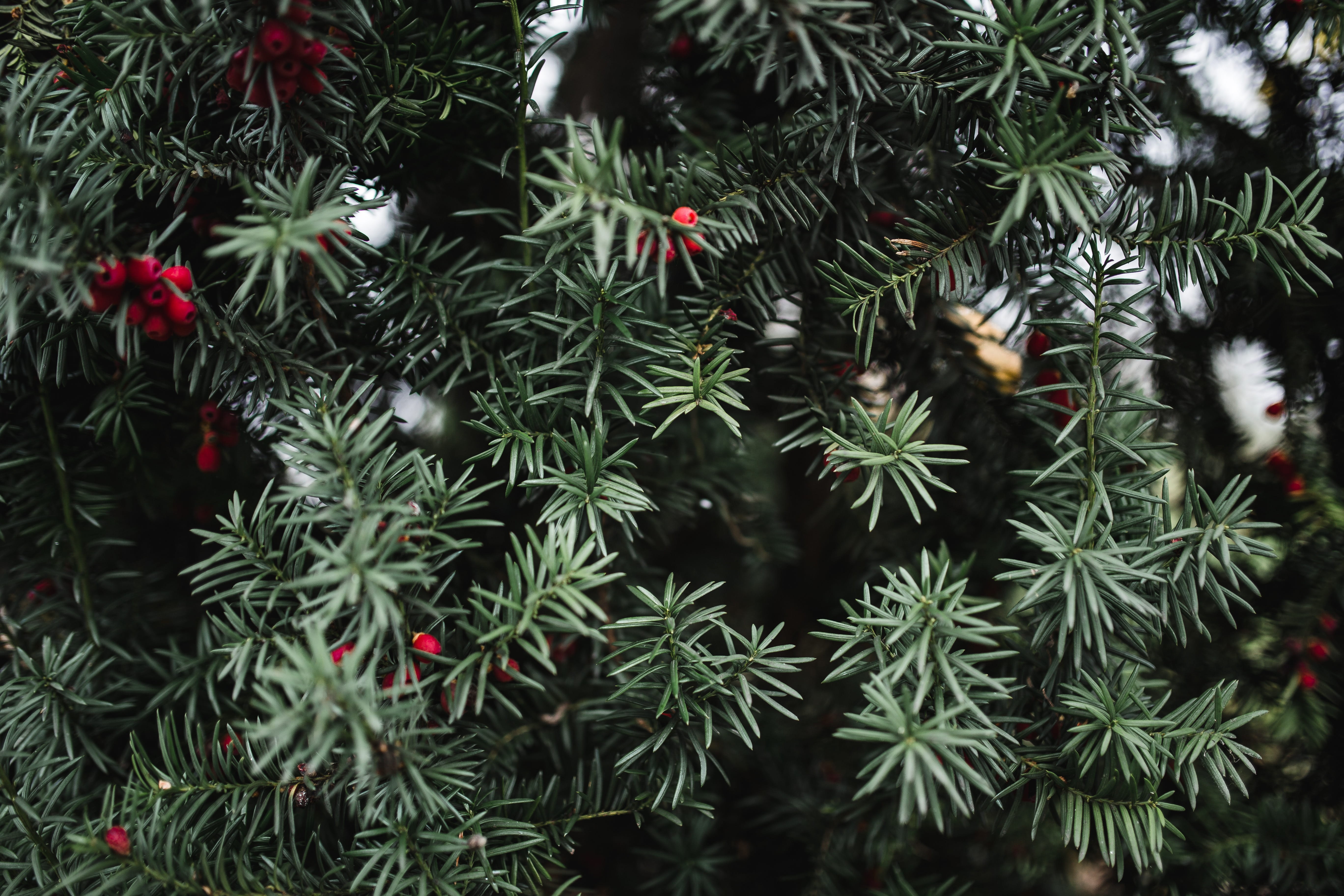 outdoors, growth, no people, leaves, red, backgrounds, christmas, plant, day, needle - plant part, green color, branch, nature, colors, details, beauty in nature, HD Wallpaper