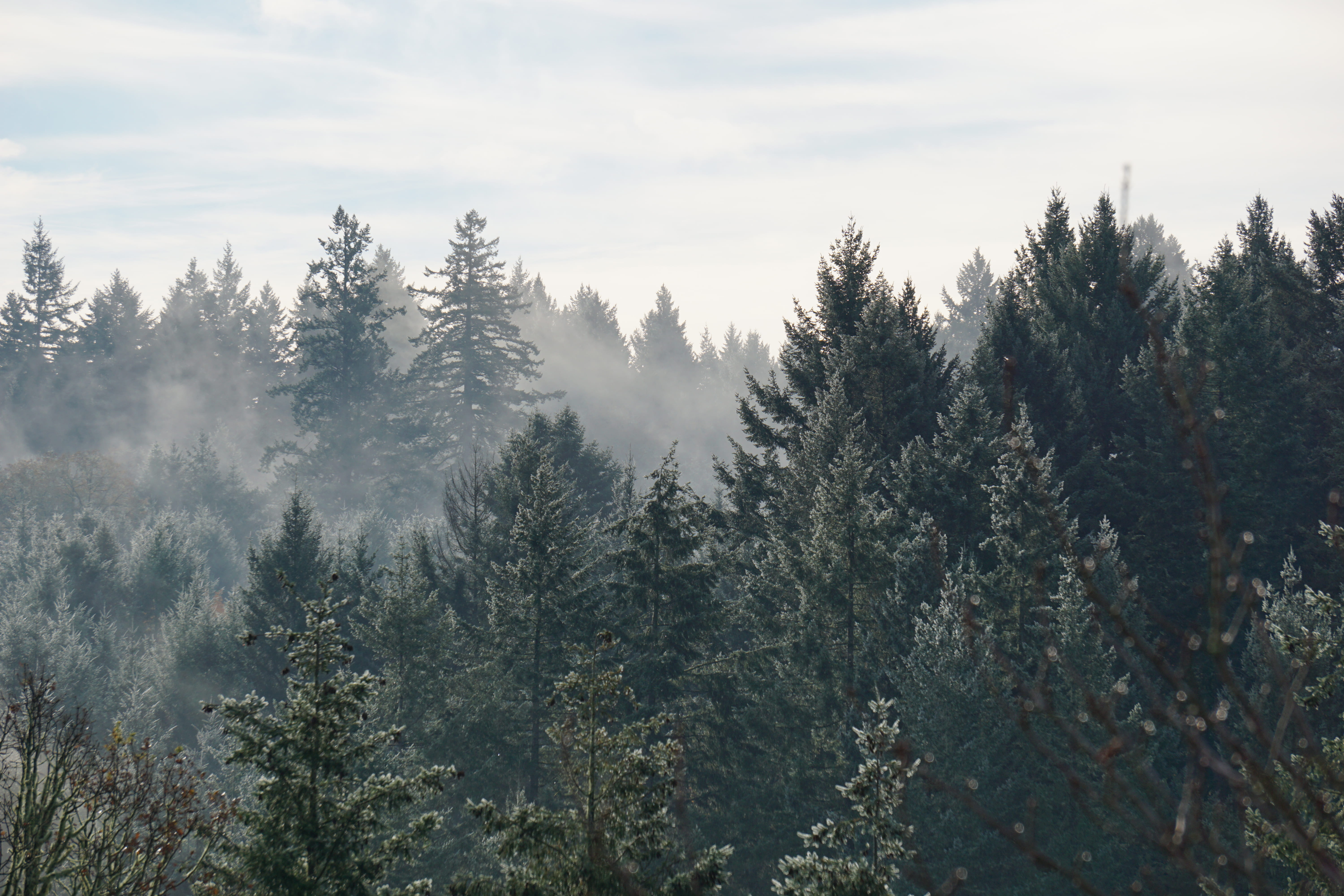 cloud - sky, 5K, foggy, growth, land, coniferous tree, remote, view, scenics - nature, forest, tranquil scene, nature, idyllic, outdoors, tree, plant, HD Wallpaper