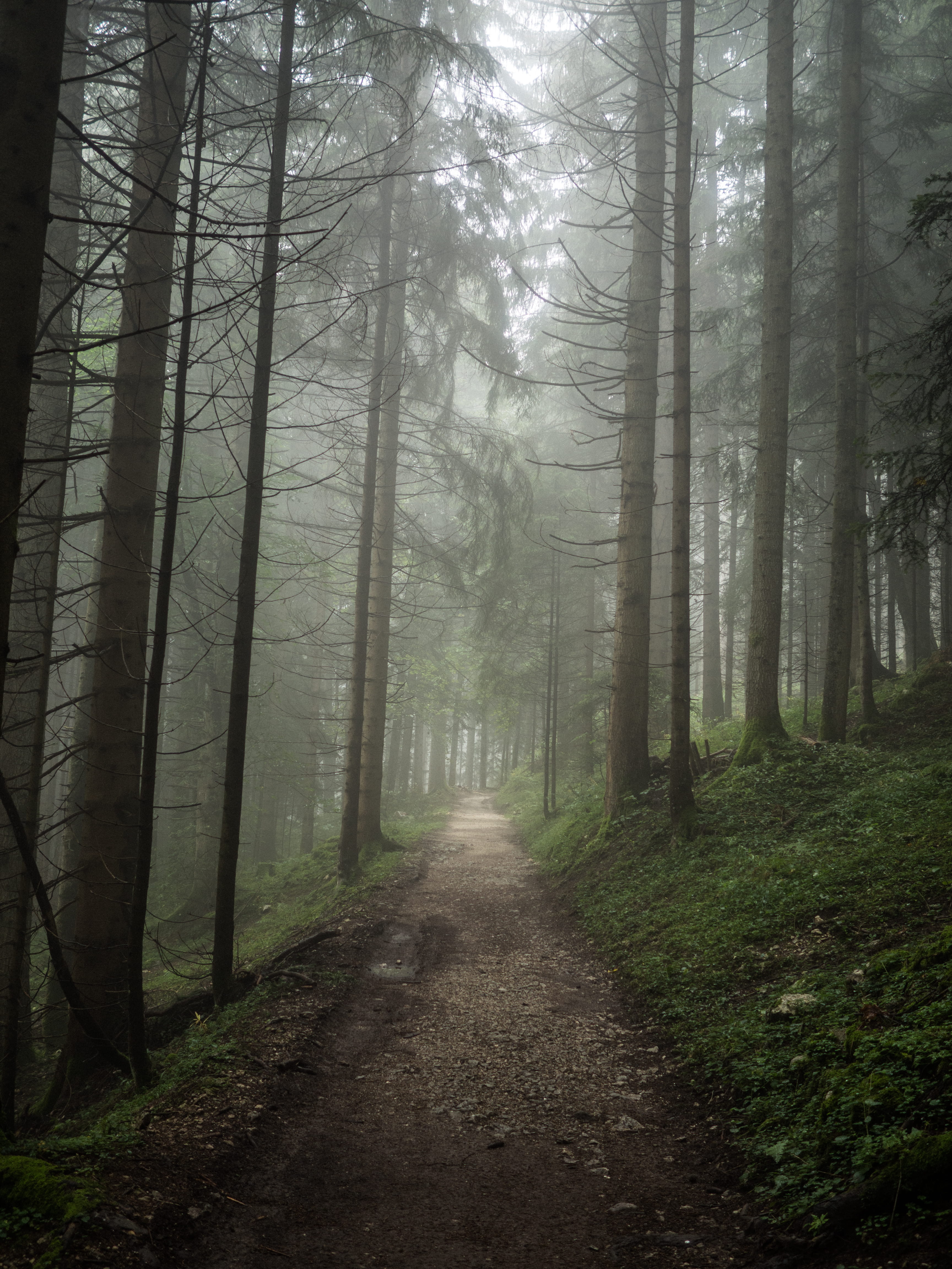 walk, path, beauty in nature, diminishing perspective, trunk, footpath, along, misty, trail, day, park, 4K, tranquility, non-urban scene, forest, pathway, Phone HD Wallpaper