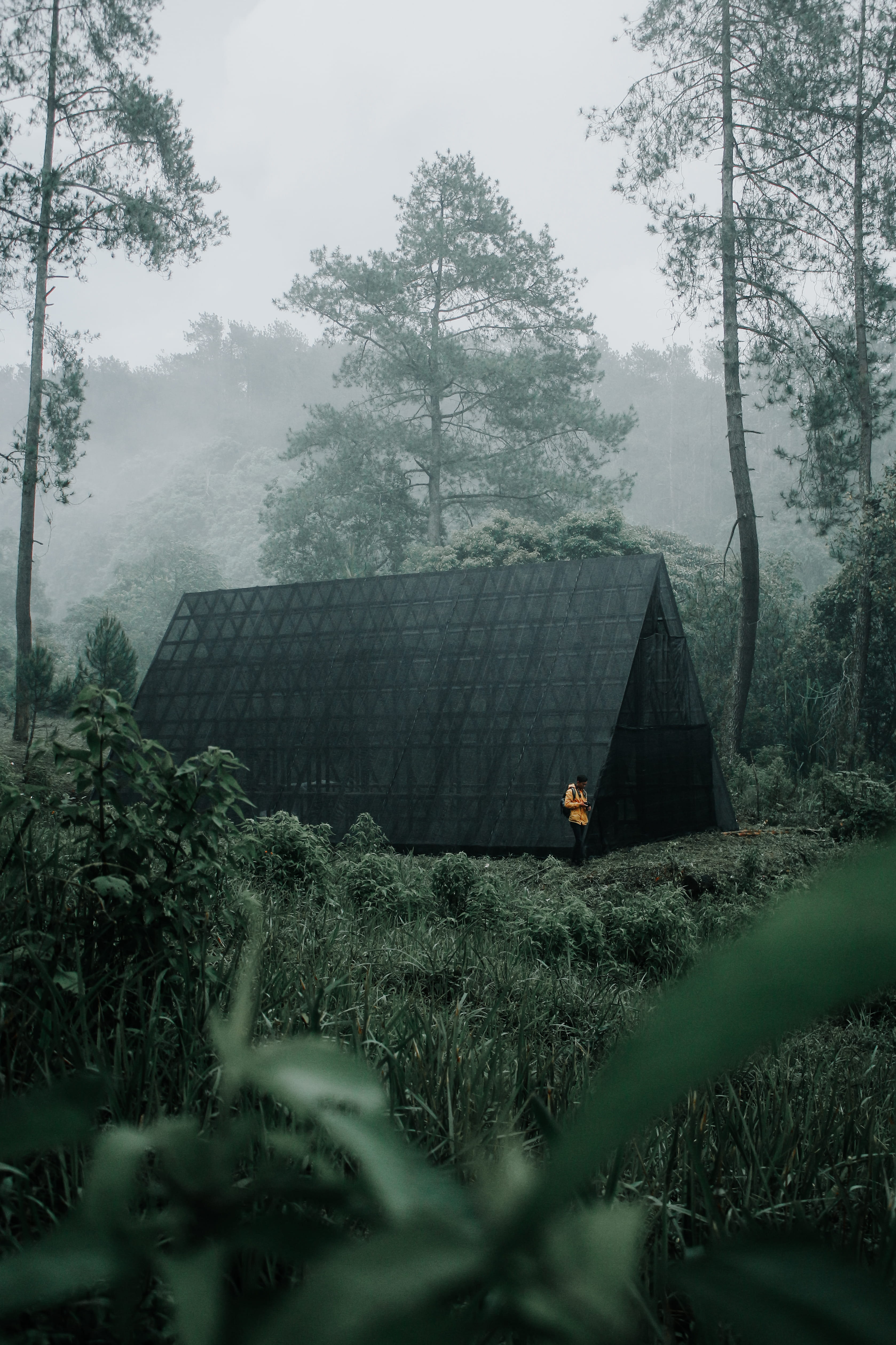 gray, leaf, scenics - nature, tent, day, 4K, green color, moody, tranquil scene, alone, fog, folkscenery, built structure, beauty in nature, standing, Phone HD Wallpaper