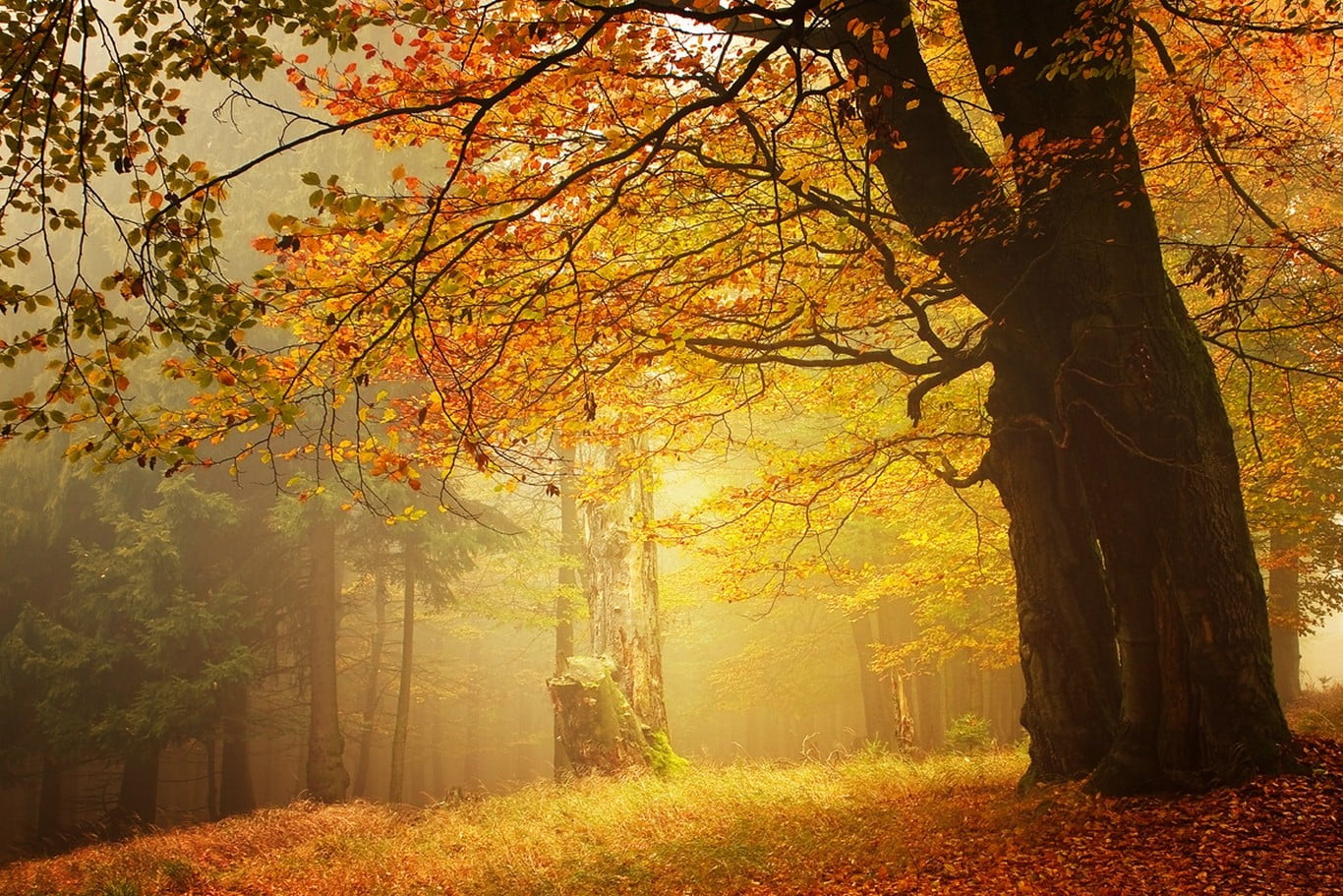 fall, landscape, leaves, mist, brown, 720P, orange color, change, scenics - nature, growth, outdoors, tranquility, leaf, land, autumn collection, tranquil scene, HD Wallpaper