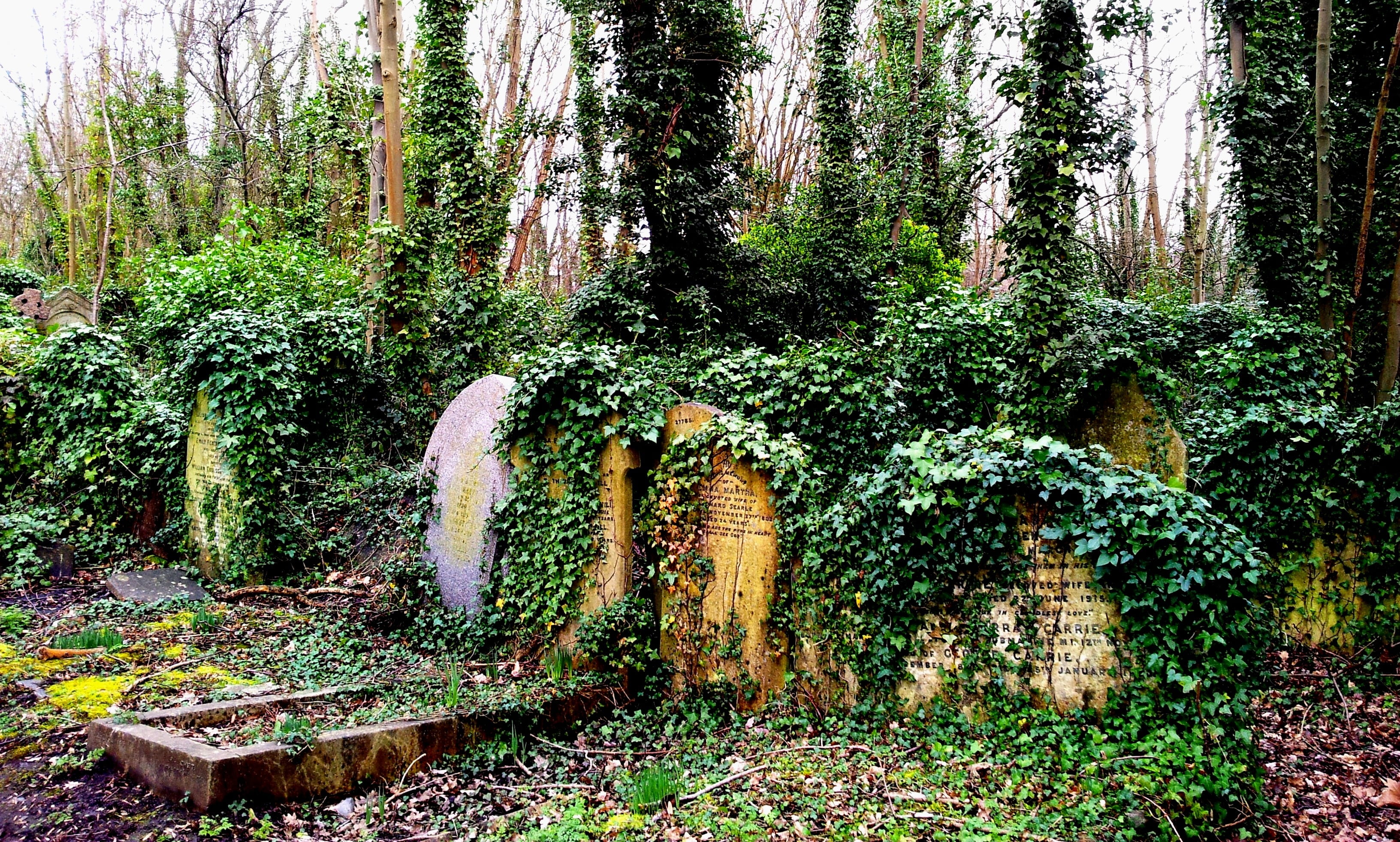 nature, tree, non-urban scene, tombstone, tomb, scenics - nature, cemetery, growth, ivy, england, land, beauty in nature, old cemetery, outdoors, tree trunk, HD Wallpaper