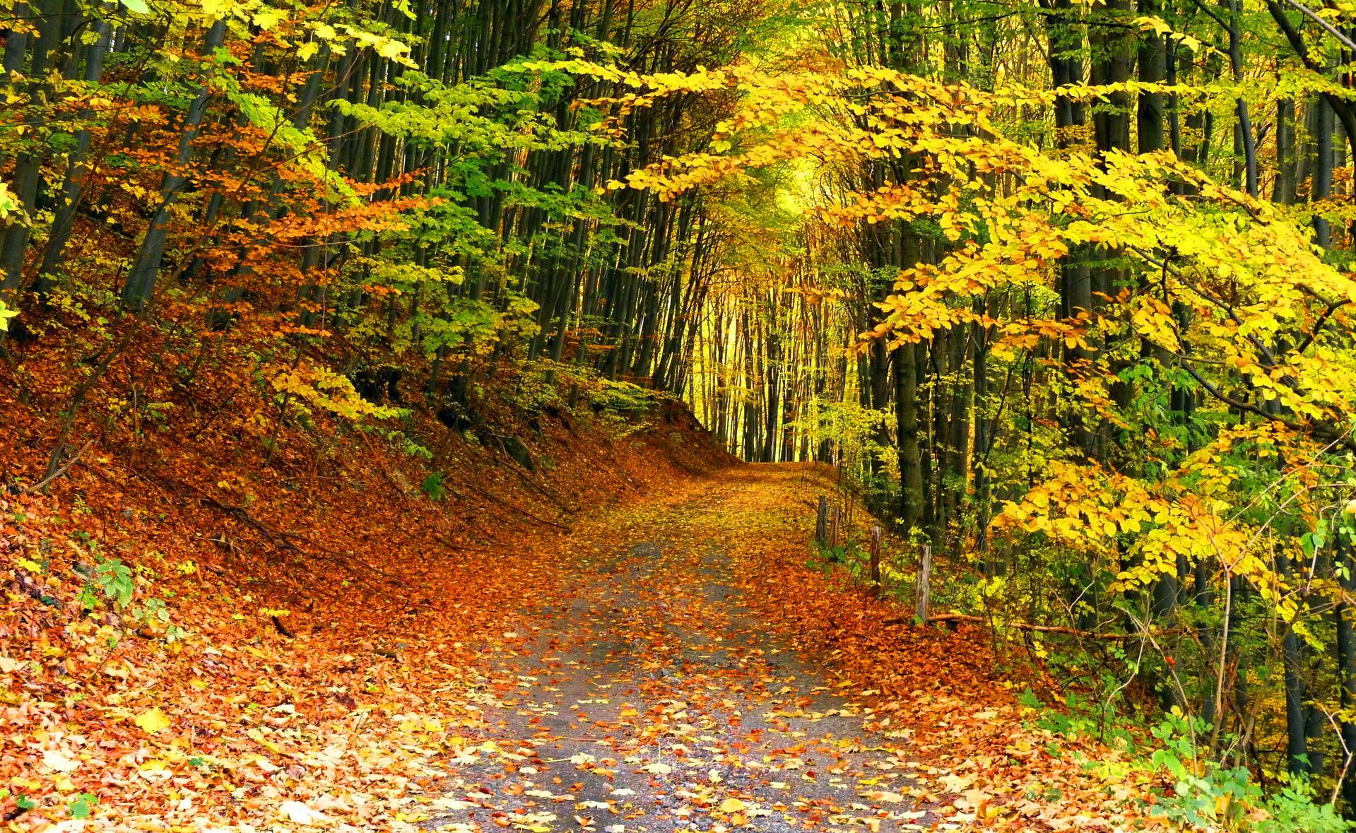 720P, branches, calm, autumn, serenity, colors, path, quiet, forest, falling, nature, fall, walk, foliage, leaves, trees, HD Wallpaper