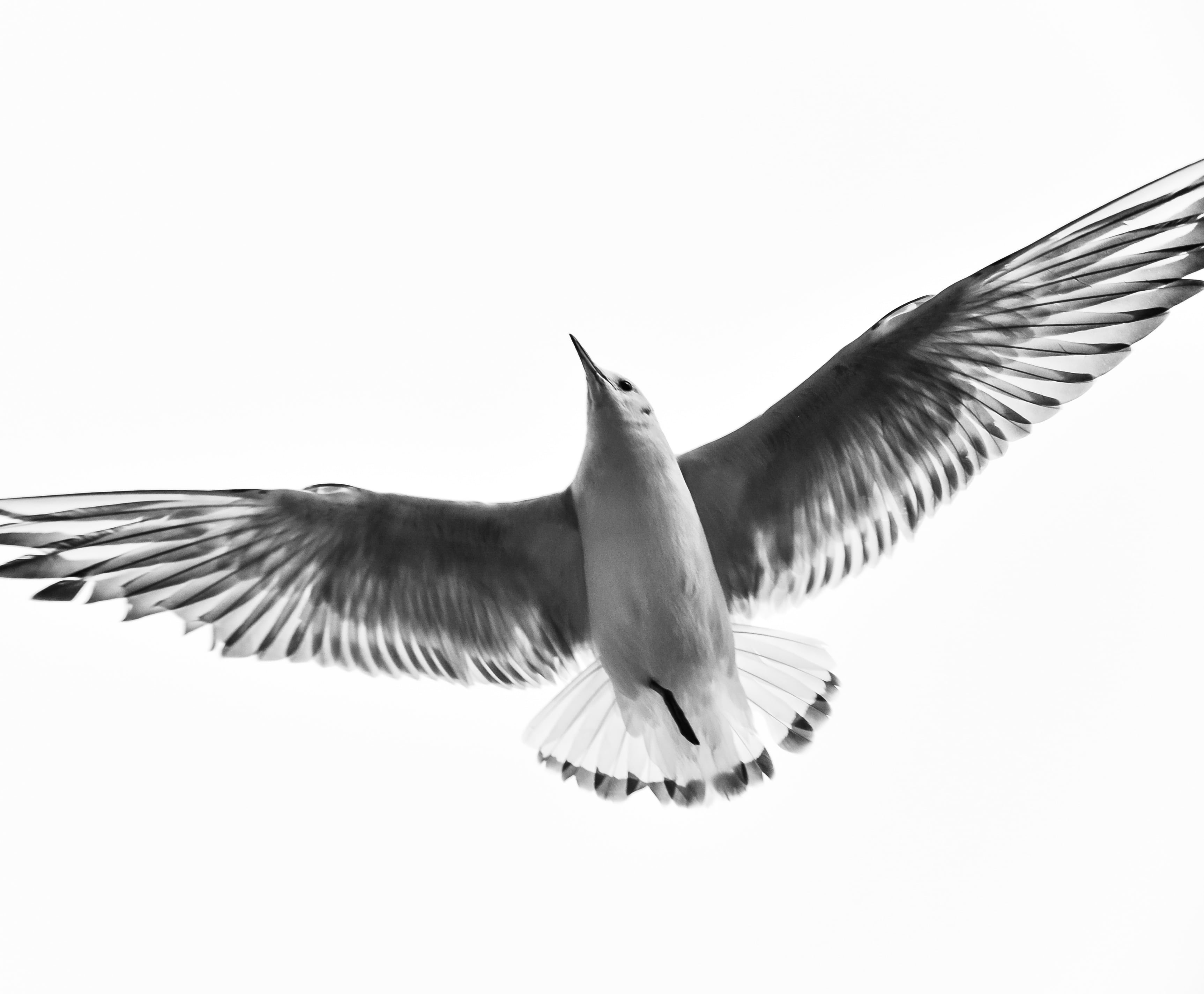 low angle view, motion, animal body part, black and white, animal themes, nature, one animal, sky, wings, flapping, no people, animal, animal wing, 2K, HD Wallpaper