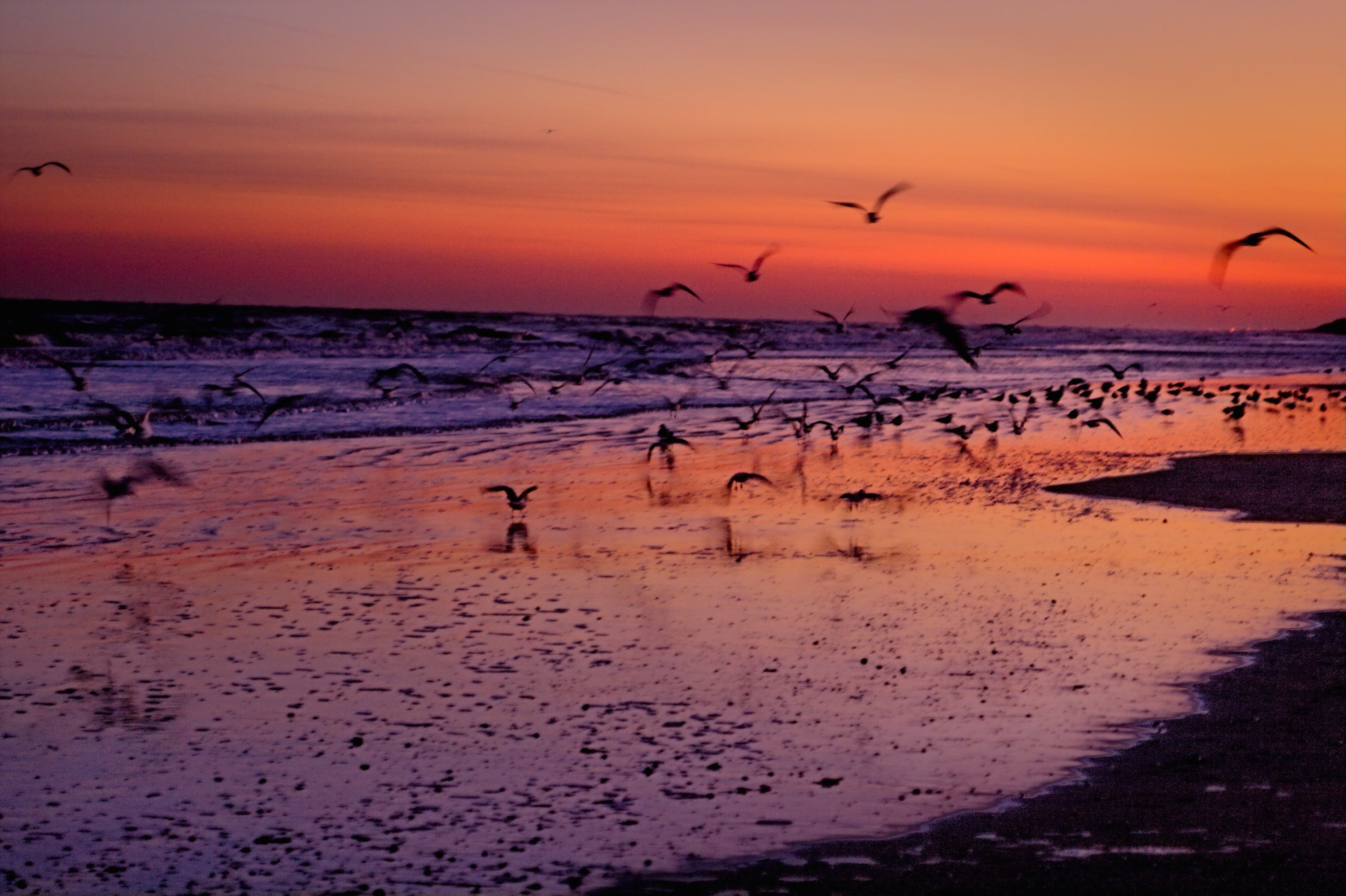 bird, orange color, 2K, large group of animals, tranquility, beauty in nature, silhouette, seagull, group of animals, water, sky, horizon over water, vertebrate, HD Wallpaper