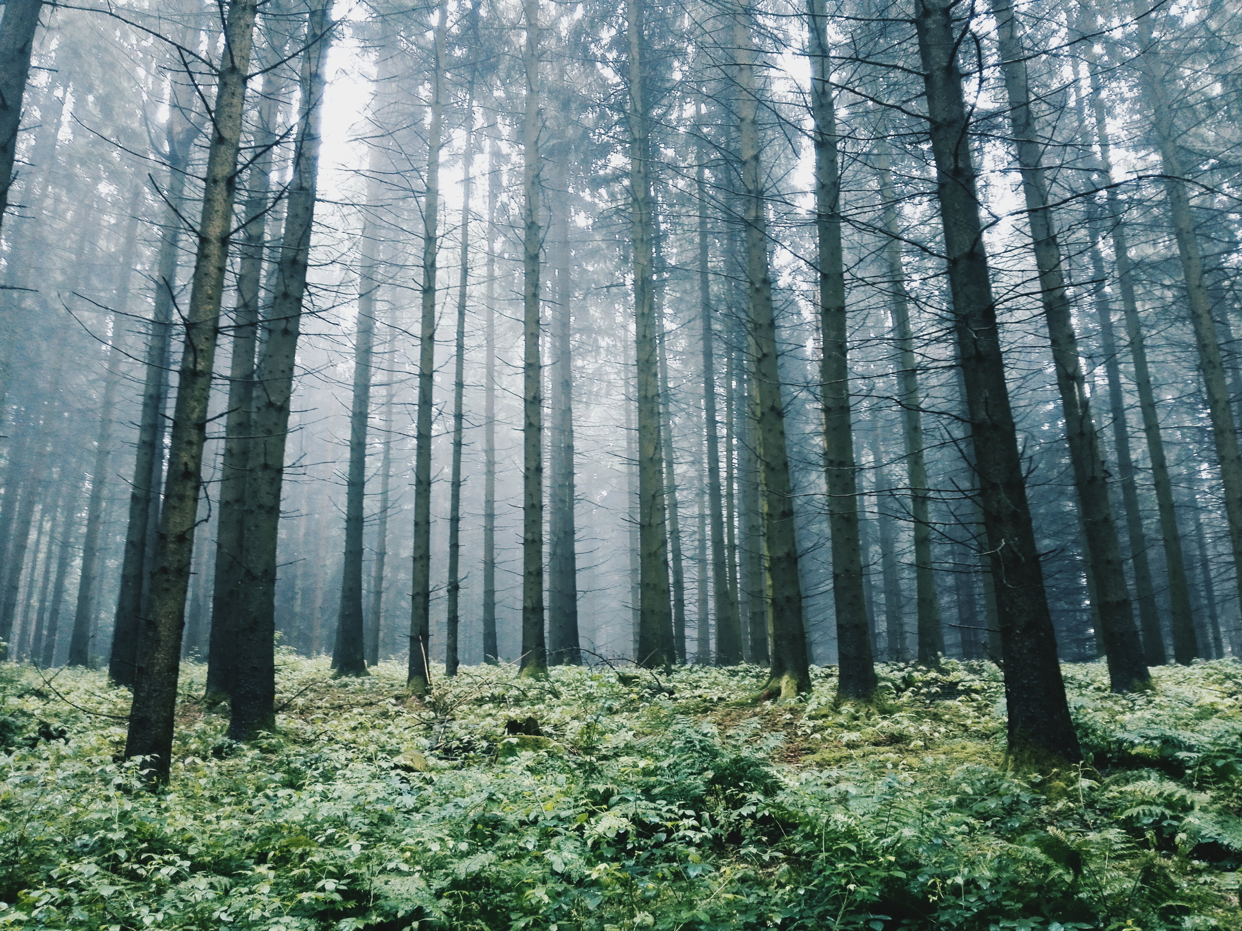 non-urban scene, evergreen, abundance, growth, murky, hazy, land, coniferous tree, woods, tranquility, tree, tree trunk, woodland, fog, 4K, eerie, trunk, HD Wallpaper