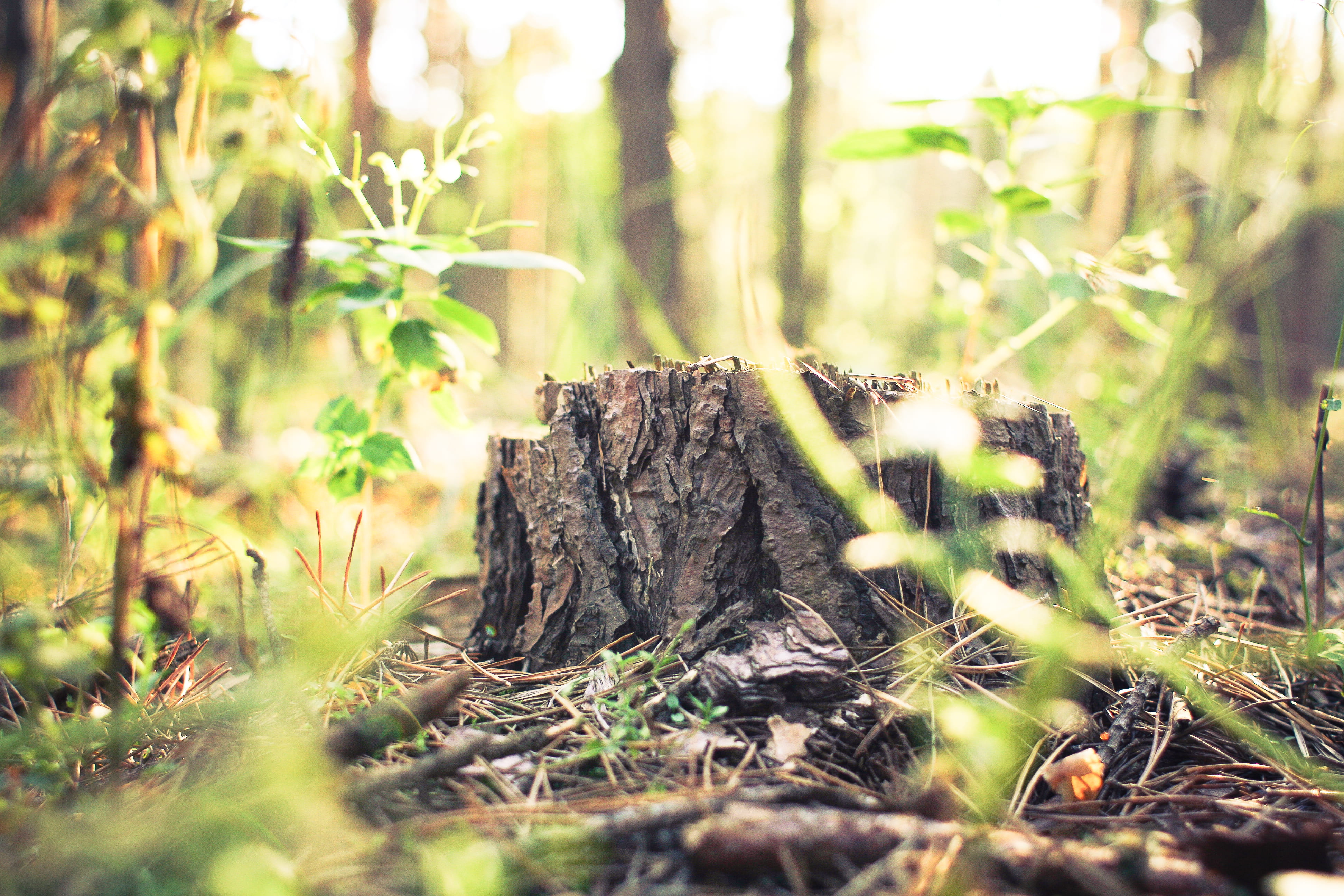 bark, outdoors, tree, day, no People, wood, Forest, wood - material, summer, green Color, sunlight, 4K, growth, Stump, woodland, green, nature, tranquility, HD Wallpaper