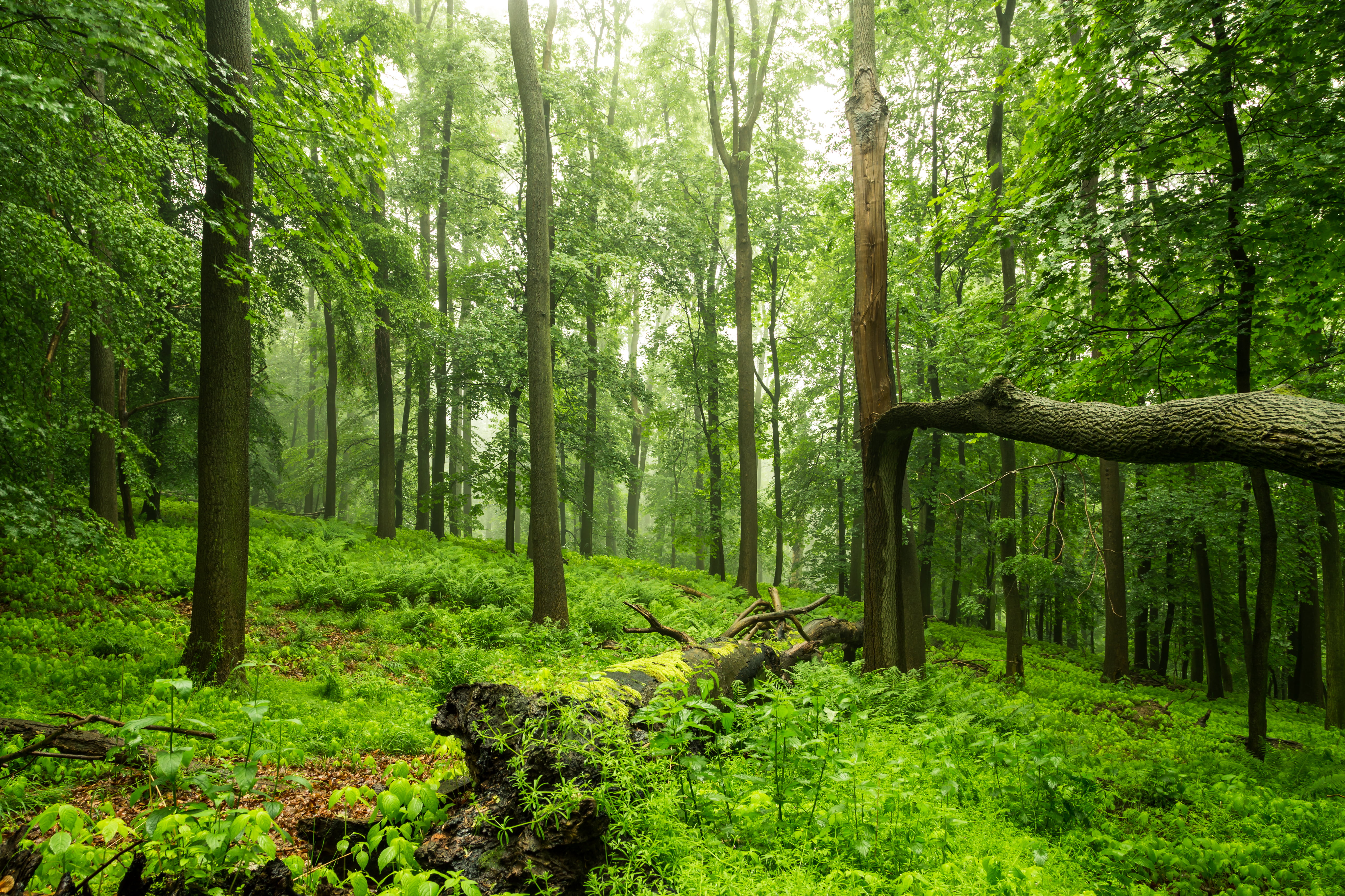 farn, mystical, filled, 600D, plant, wood, green grass, Tree, regen, Natur, Canon, Germany, grass, environment, green Color, forest, nature, outdoors, woodland, HD Wallpaper