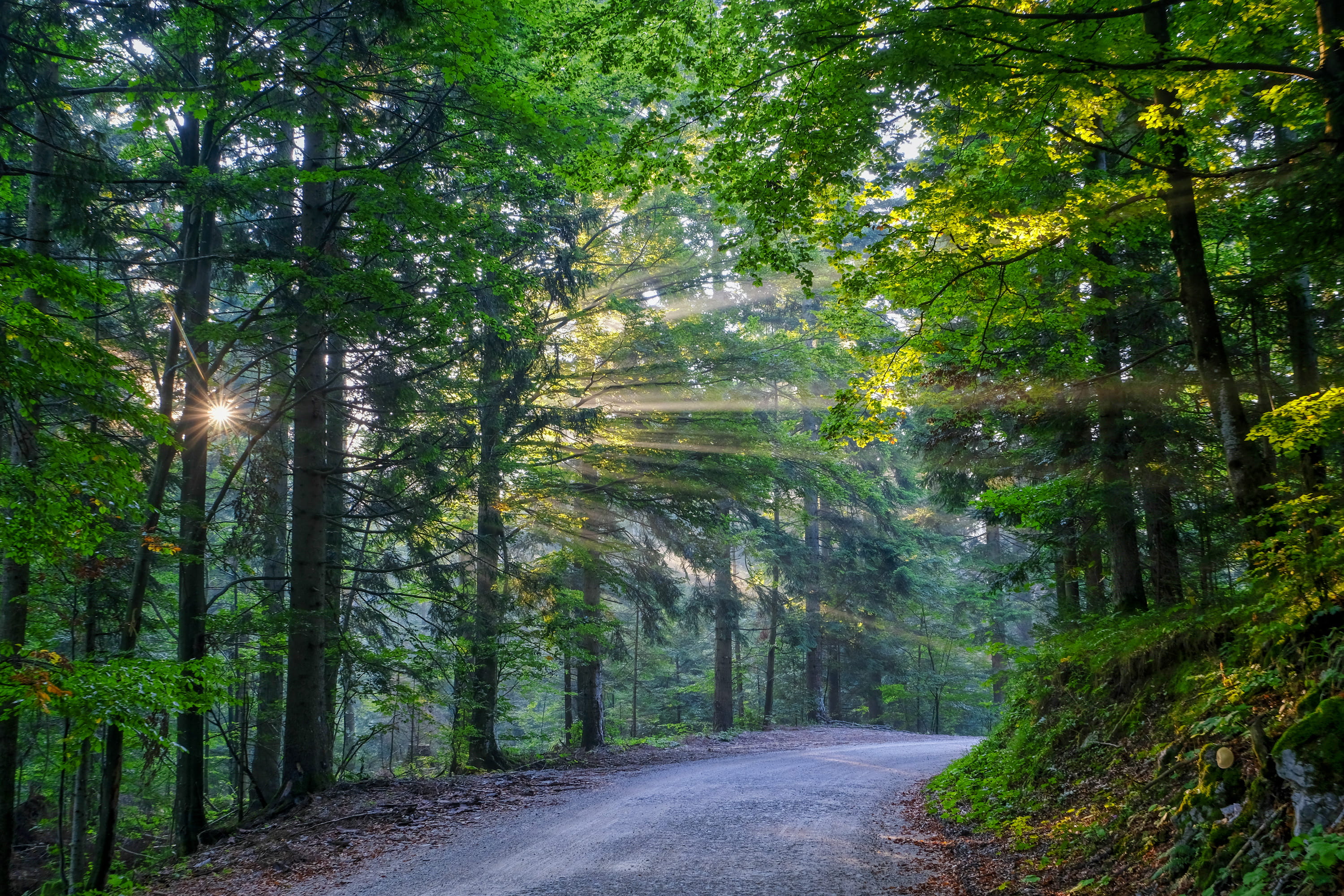 2K, morning, outdoors, season, environment, rural Scene, sunset, tree, footpath, lane, summer, green, nature, sunlight, travel, landscape, backgrounds, HD Wallpaper