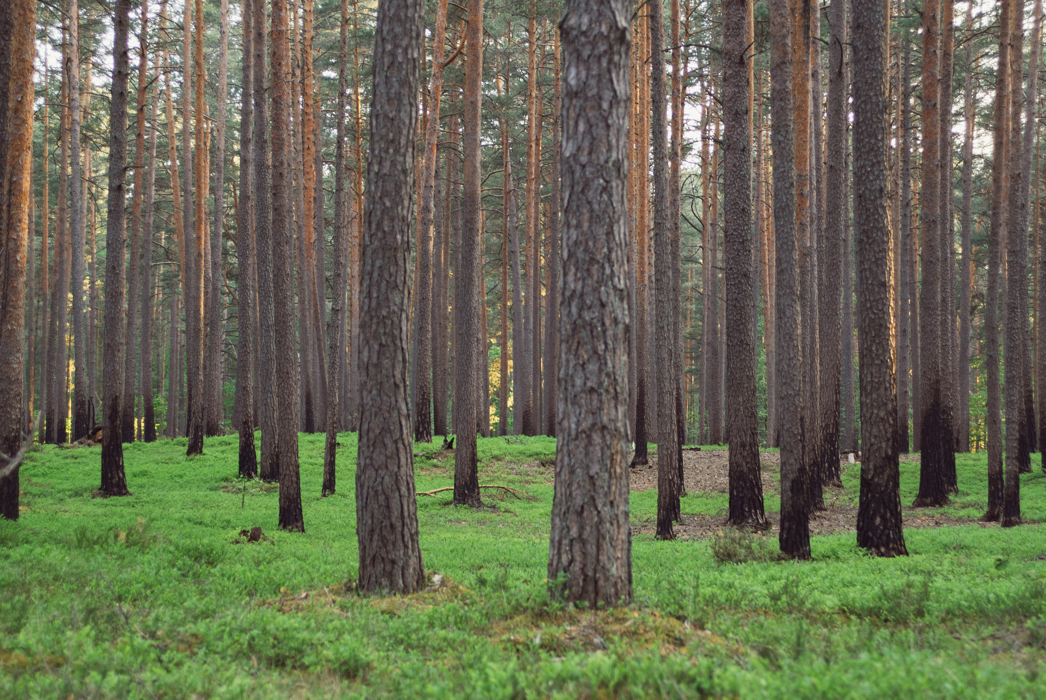 plant, forest, scenics - nature, pine tree, leaf, day, trunk, non-Urban Scene, pine woodland, tree, tranquil Scene, treelined, sunlight, season, summer, HD Wallpaper