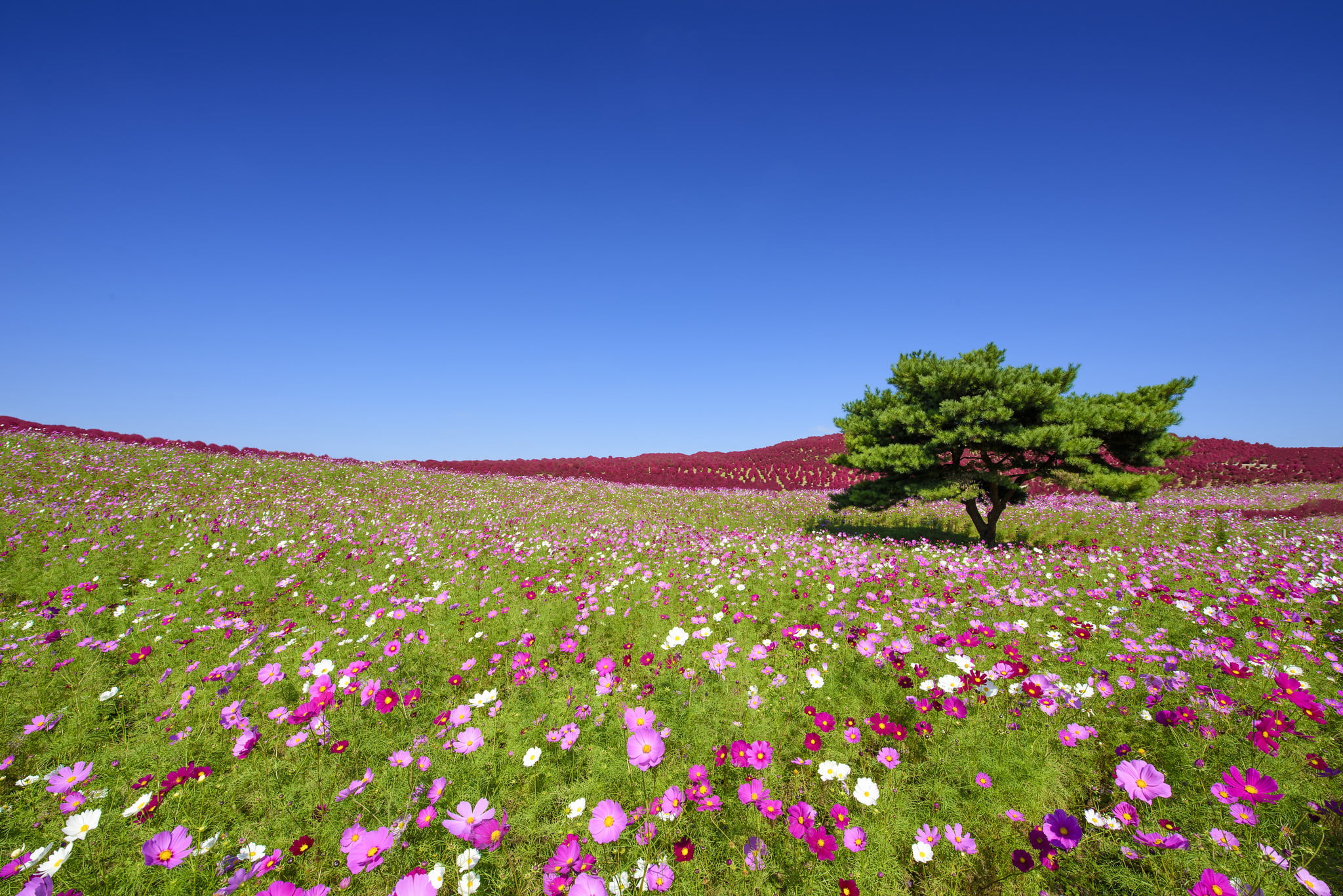 beauty in nature, Hitachinaka, flowerbed, landscape, blue, nature, Hitachi, flowers, tree, meadow, flowering plant, flower, scenics - nature, environment, HD Wallpaper