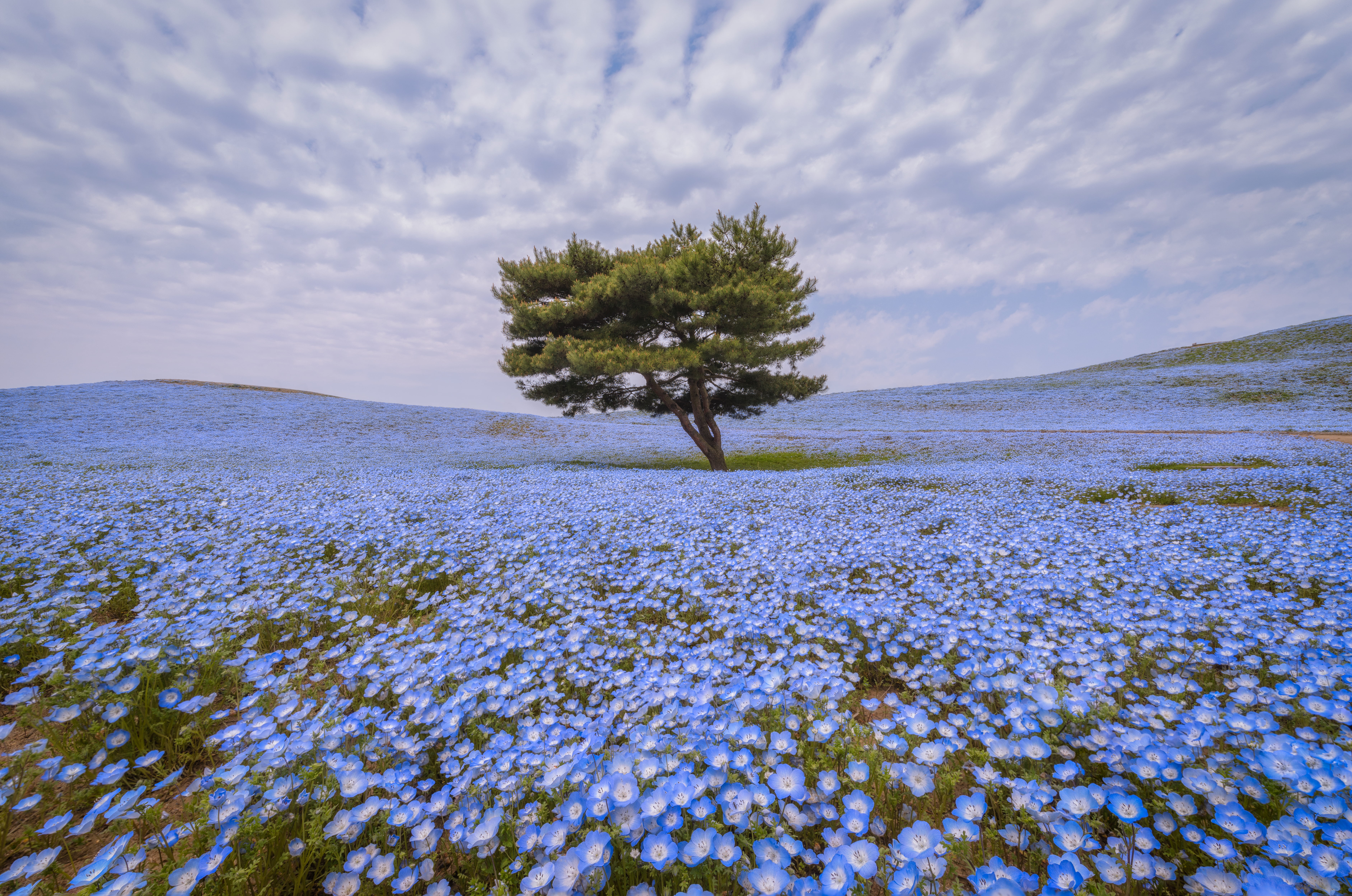 hitachi seaside park, plant, ken, 春, blue, sky, nature, Hitachinaka, rural Scene, cloudy, spring, petaled, Nemophila, outdoors, flower, Ibaraki, Japan, HD Wallpaper