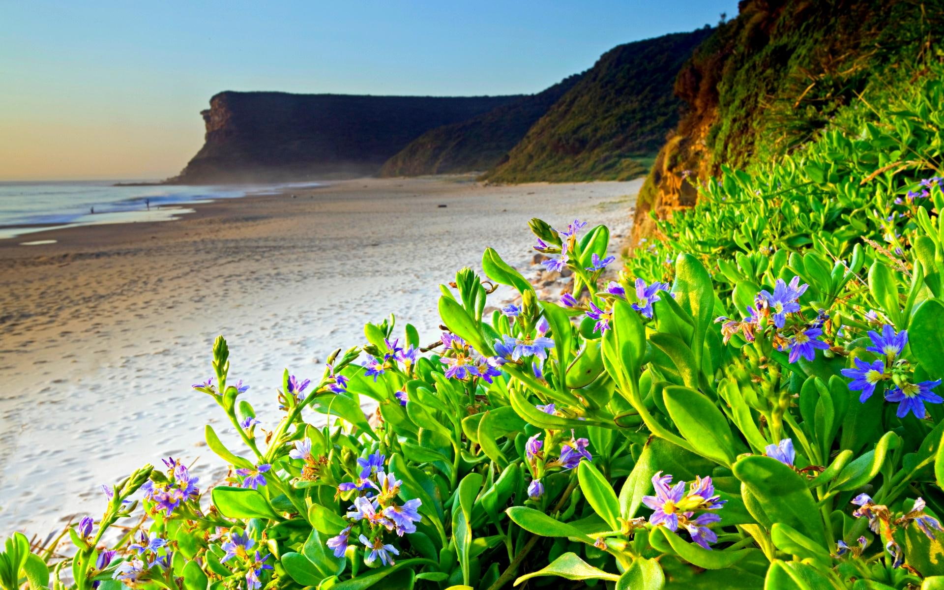 1080P, seaside, flowers, hill, shore, 3d and abstract, spring, rock, beach, plants, HD Wallpaper