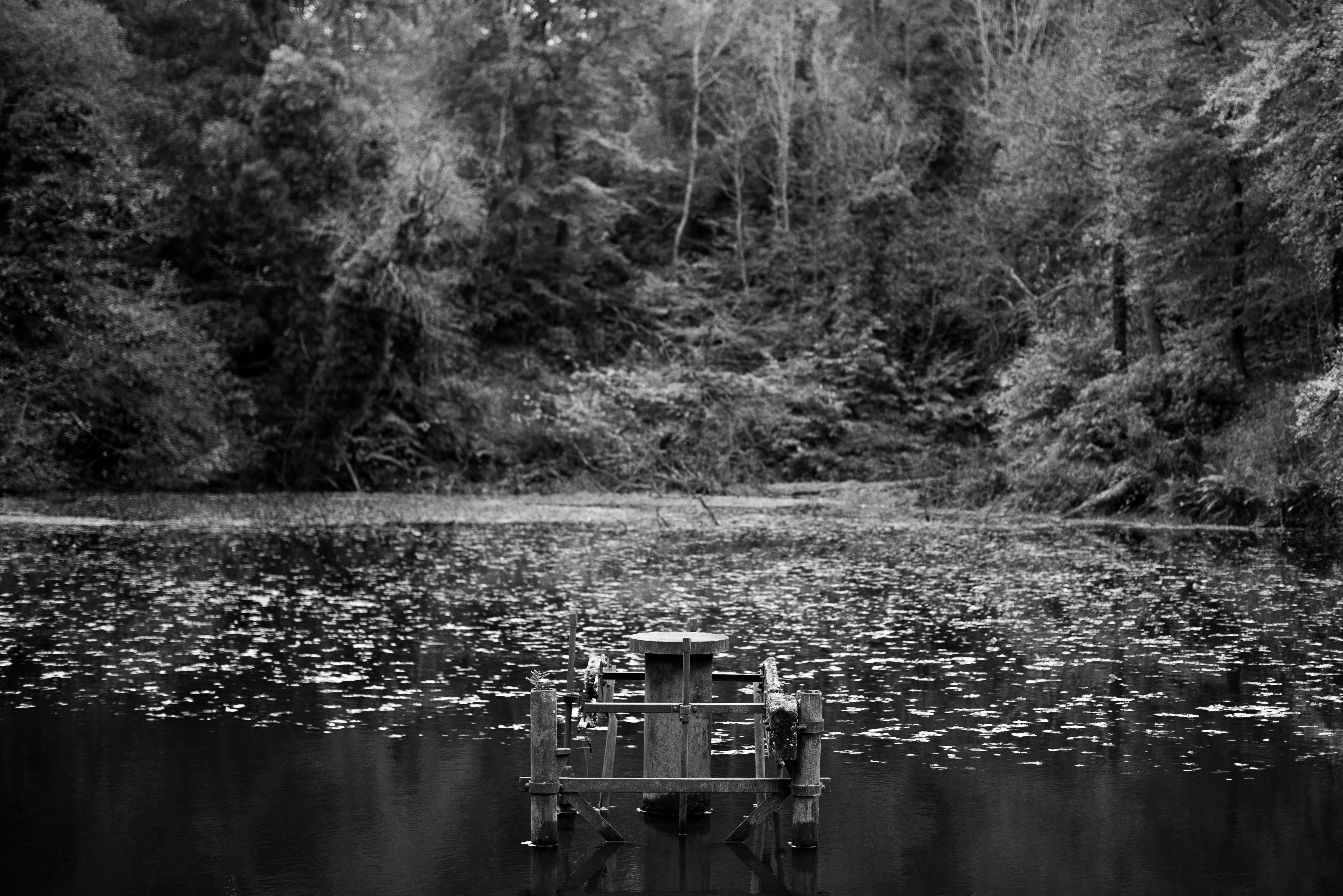 plant, nature, forest, winter, lake, 5K, black and white, black, lonely, land, day, trees, autumn, no people, creepy, idyllic, silence, white, outdoors, HD Wallpaper