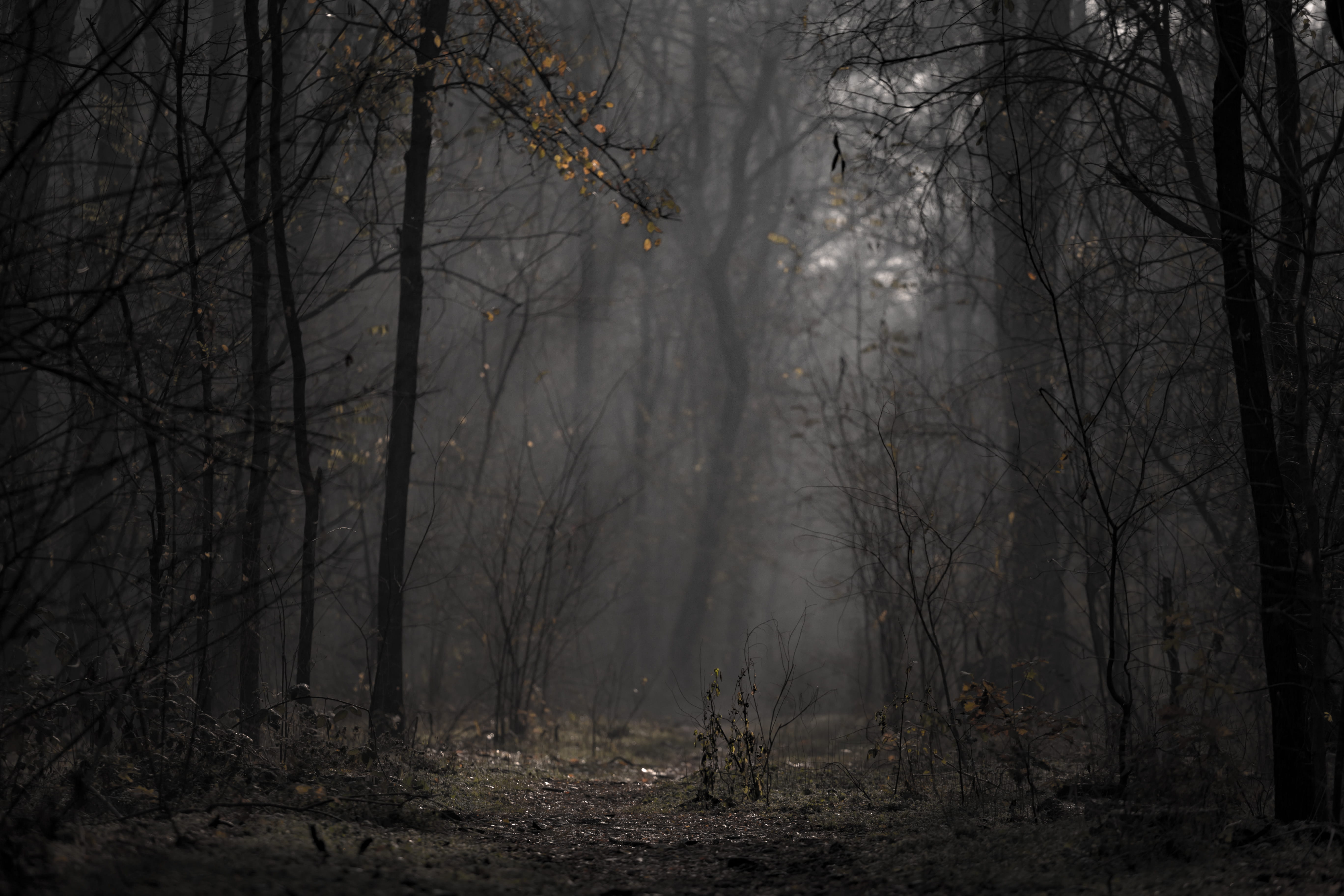 forest, non-urban scene, 5K, environment, fog, mist, beauty in nature, branches, tranquil scene, light, season, eerie, tranquility, trees, scenic, landscape, HD Wallpaper