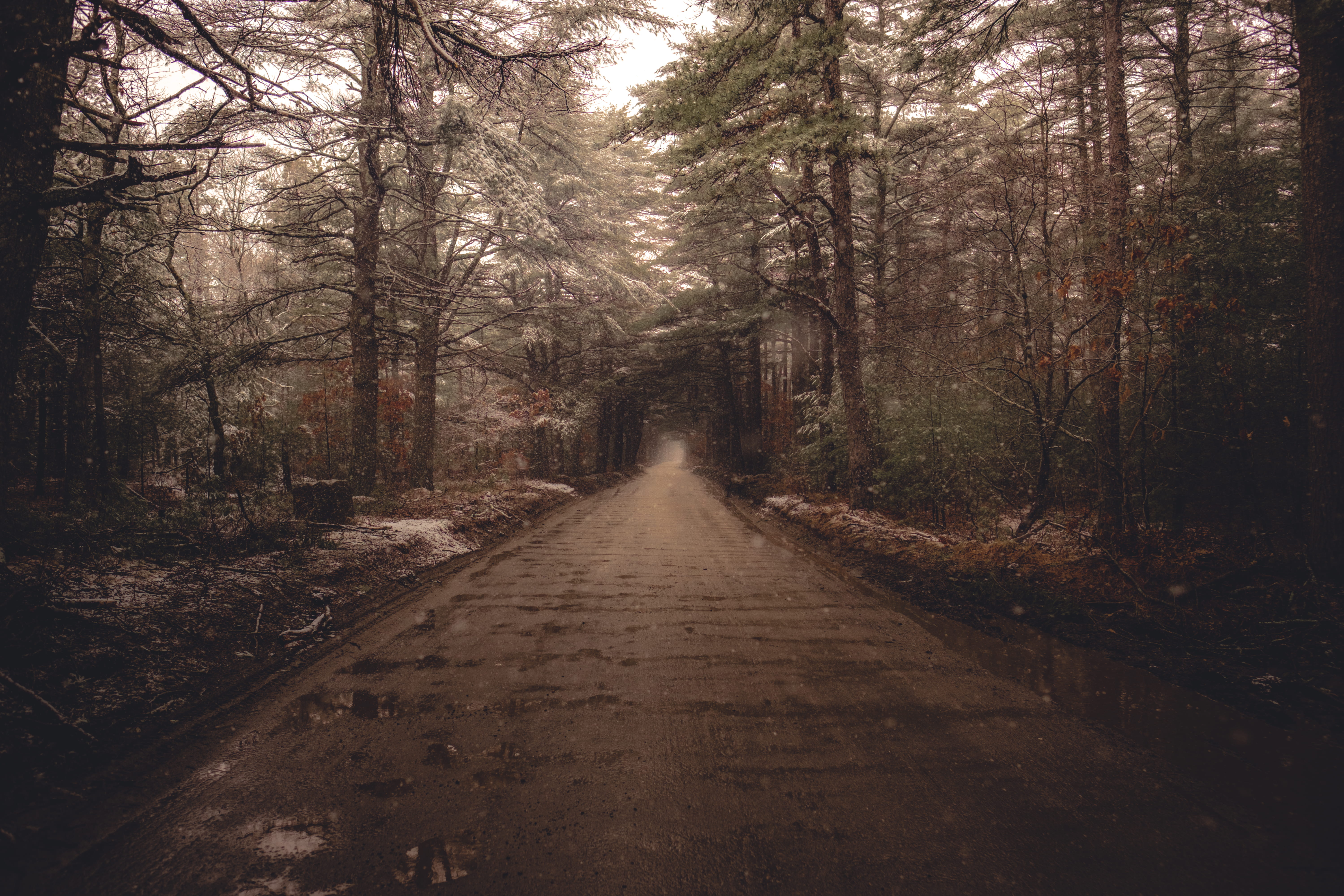 tranquil scene, dream, forest, land, eery, long, snow, ice, outdoors, plant, horror, vanishing point, woodland, surrounded, path, no people, beauty in nature, HD Wallpaper