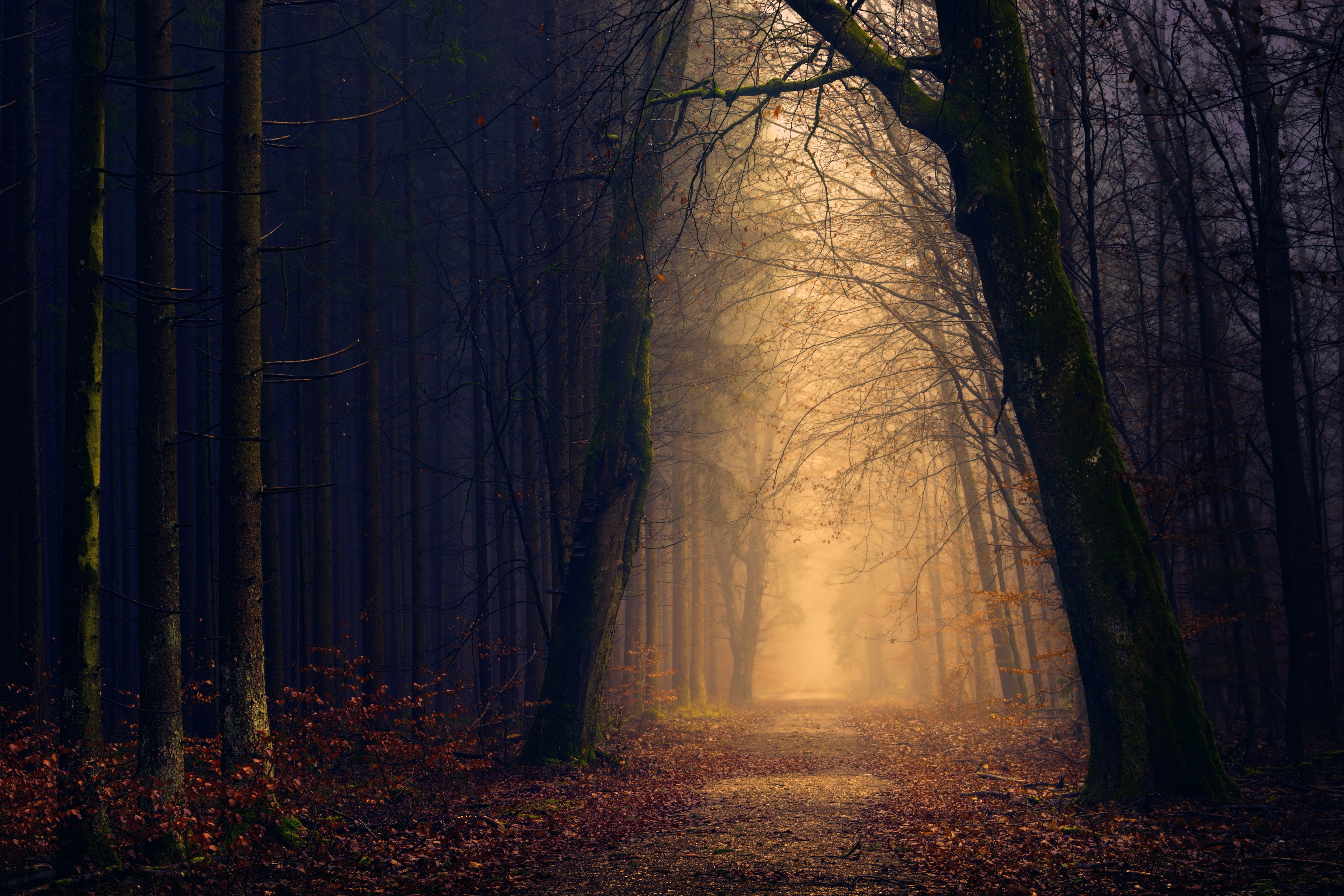environment, dark, treelined, trunk, outdoors, plant, non-urban scene, woodland, tree, land, 5K, beauty in nature, nature, trees, tree trunk, near, backlit, HD Wallpaper