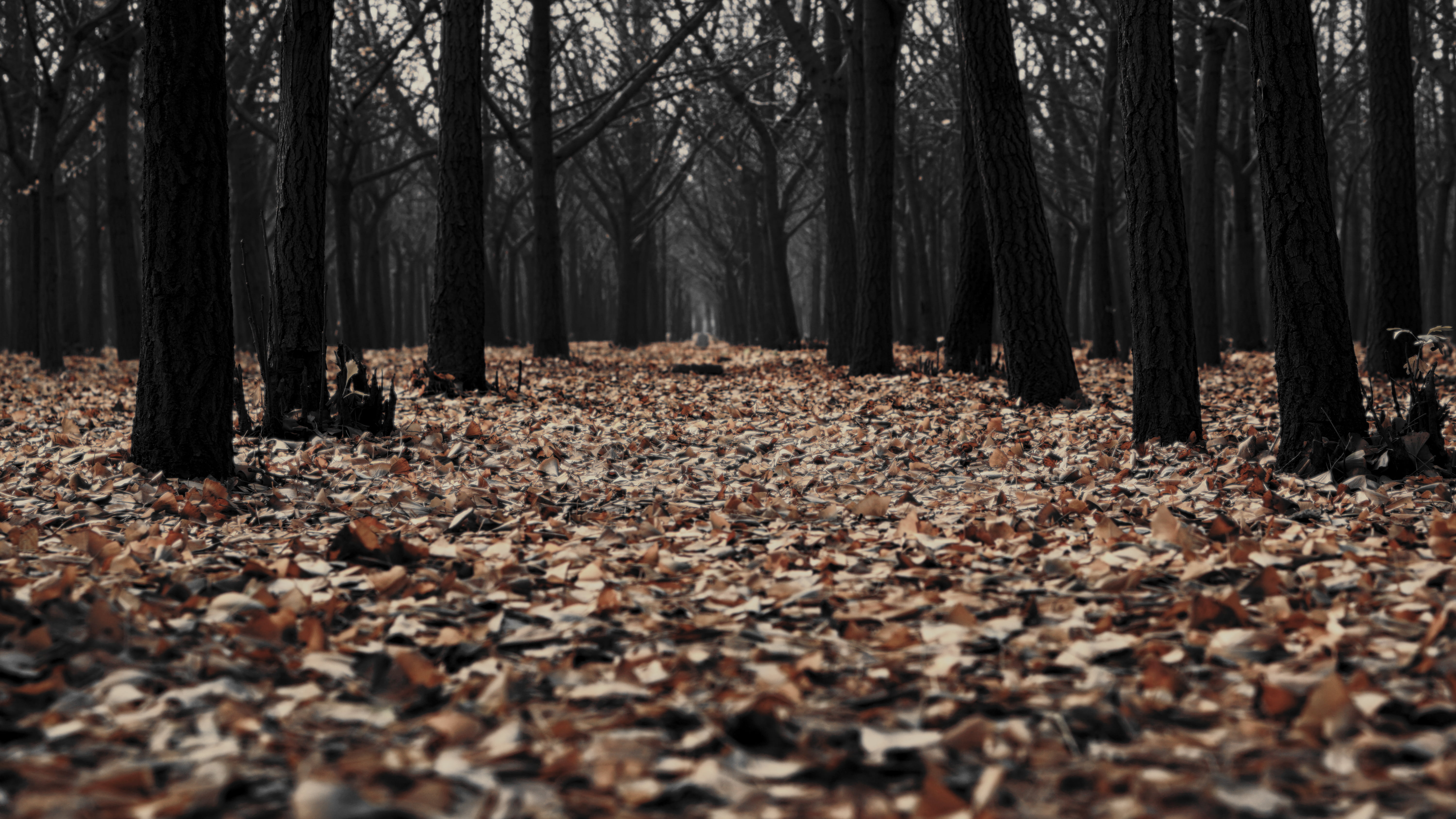 fall, deep forest, trees, edit, forest, 5K, eerie, fallen leaves, HD Wallpaper