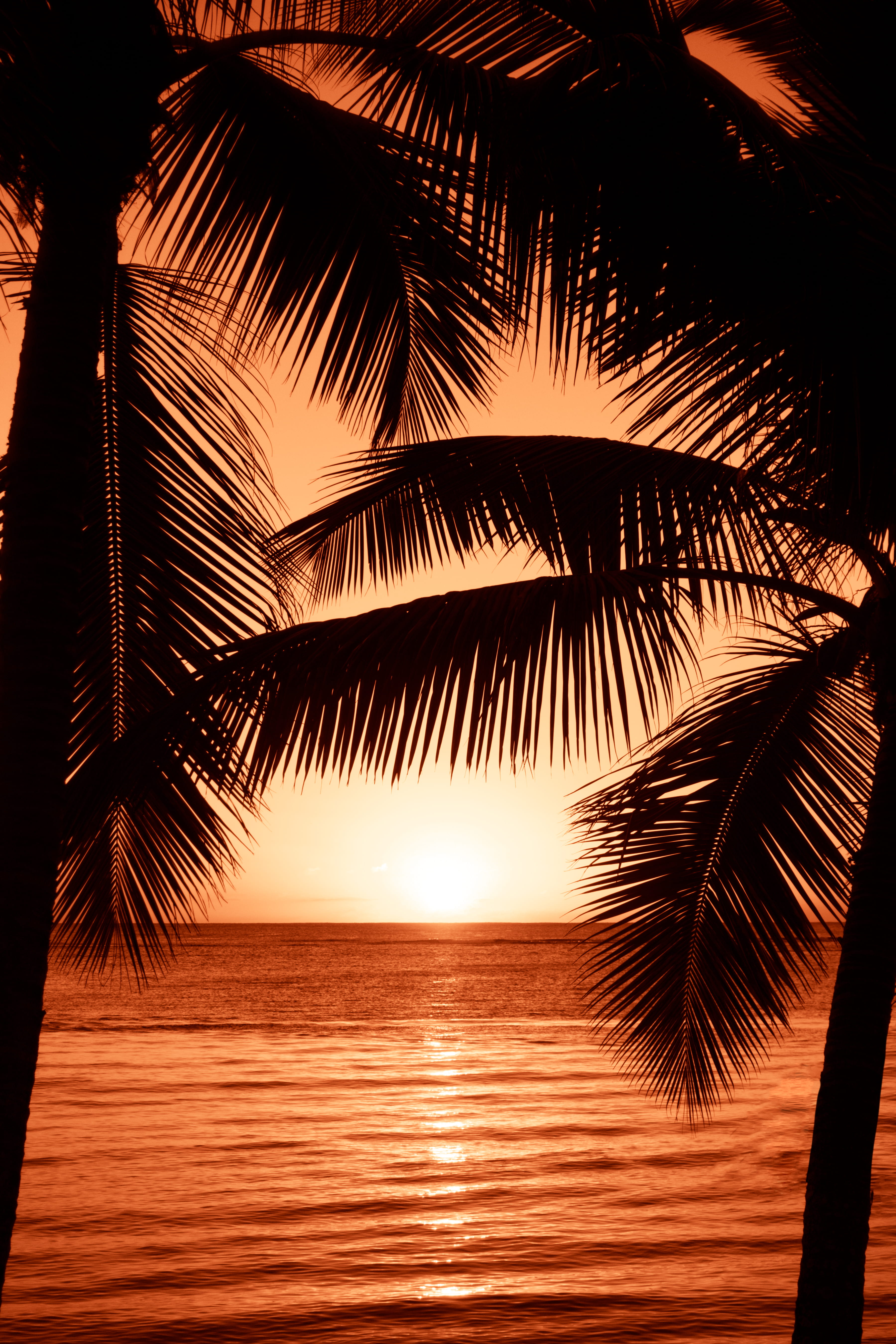 sundown, beauty in nature, plant, near, no people, hour, water, reflection, tranquil scene, coconut, 5K, coconut palm tree, sea, leaf, sunset, body, outdoors, Phone HD Wallpaper