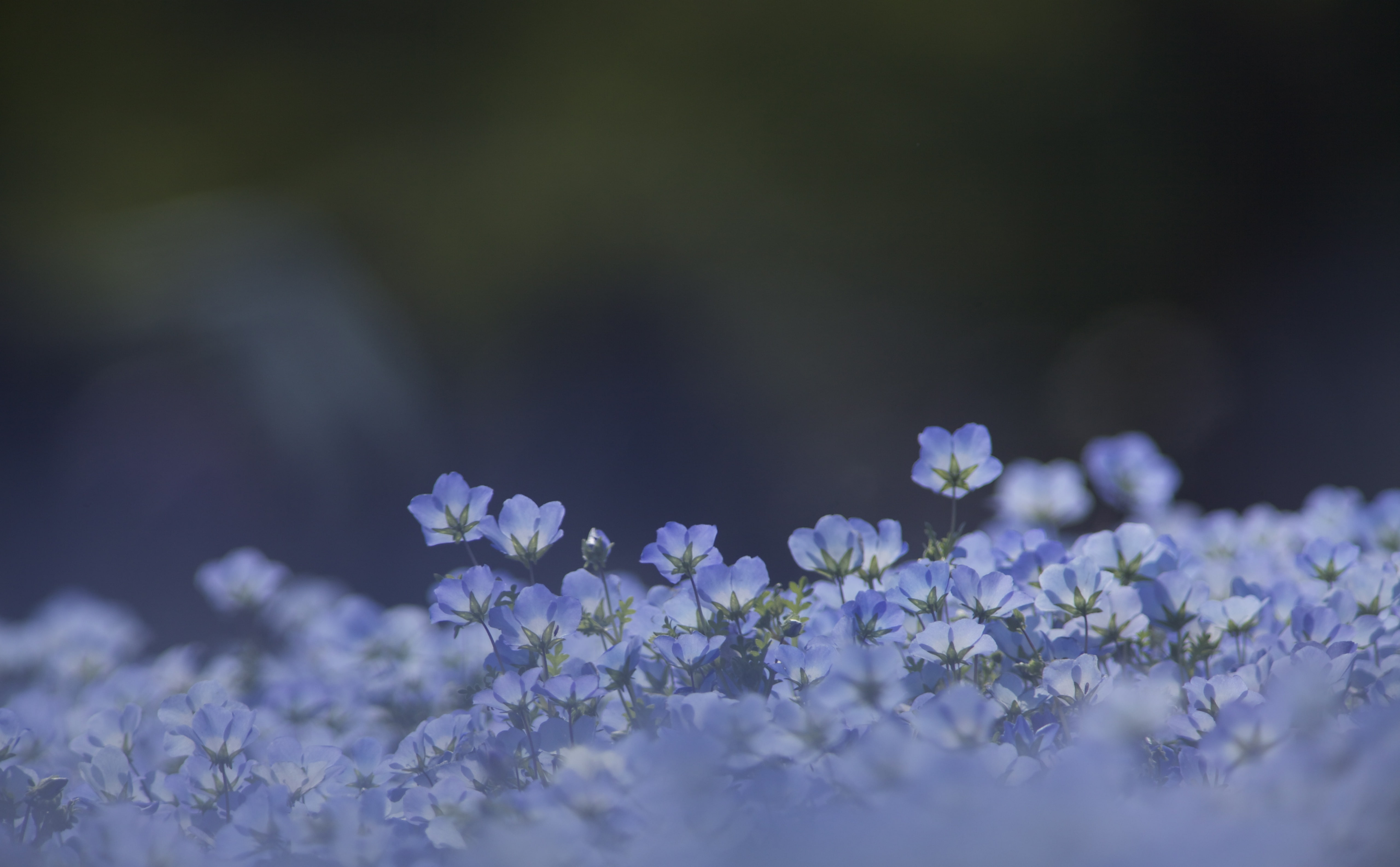 cherry blossom, day, Asia, springtime, blue, hitachi, petal, mark2, 5K, close-up, plant, fragility, Seaside, background, nature, inflorescence, vulnerability, HD Wallpaper