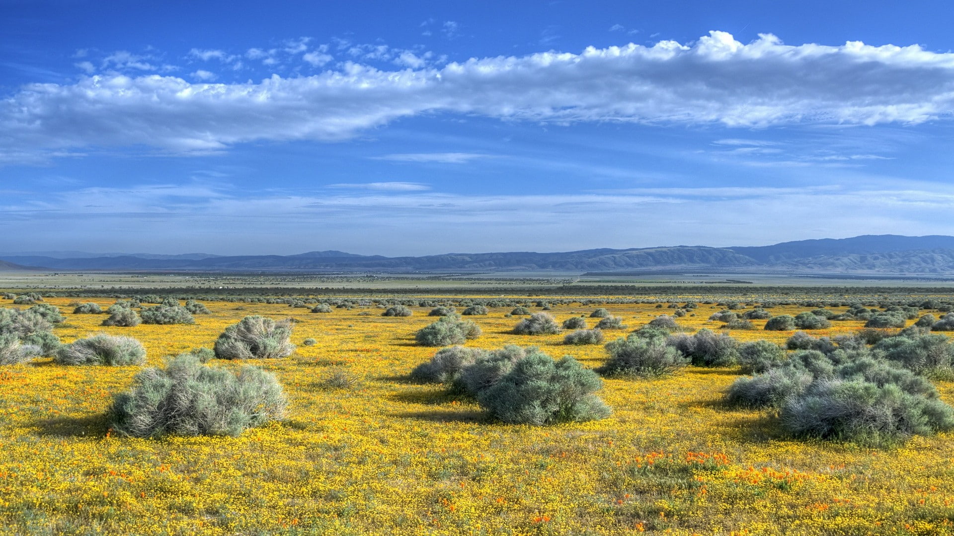 scenics - nature, yellow, Bushes, tranquility, plant, sky, outdoors, tranquil scene, environment, yellow flowers, semi-arid, no people, flower, mountain, HD Wallpaper