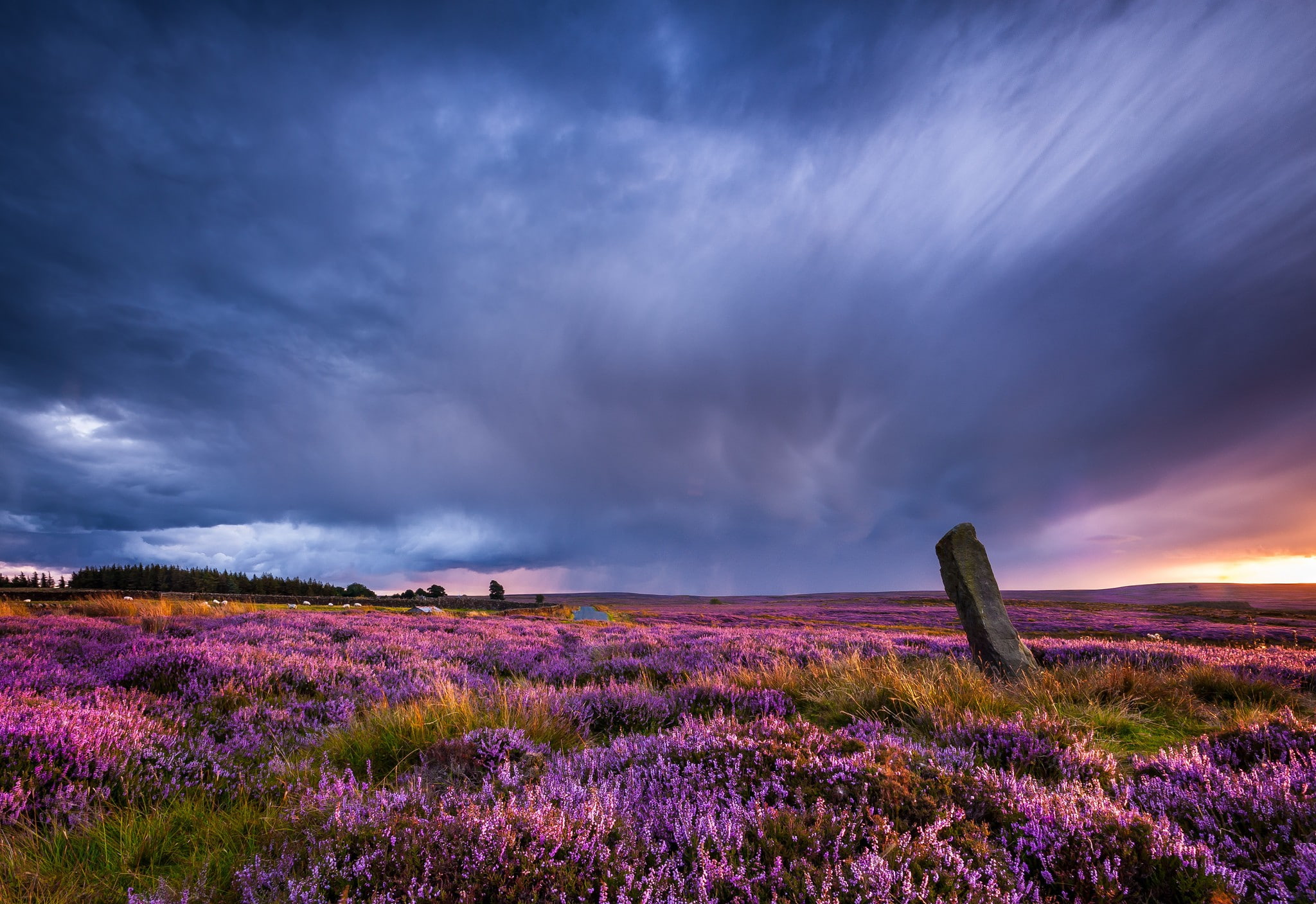 purple flowers, flowers, 1080P, overcast, field, landscape, HD Wallpaper